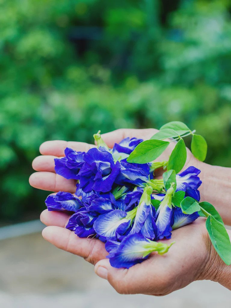 Blue Butterfly Pea Flower - Image from Anima Mundi