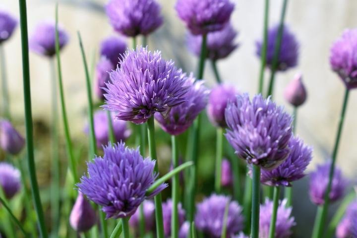 Chive Blossoms - Image from Almanac