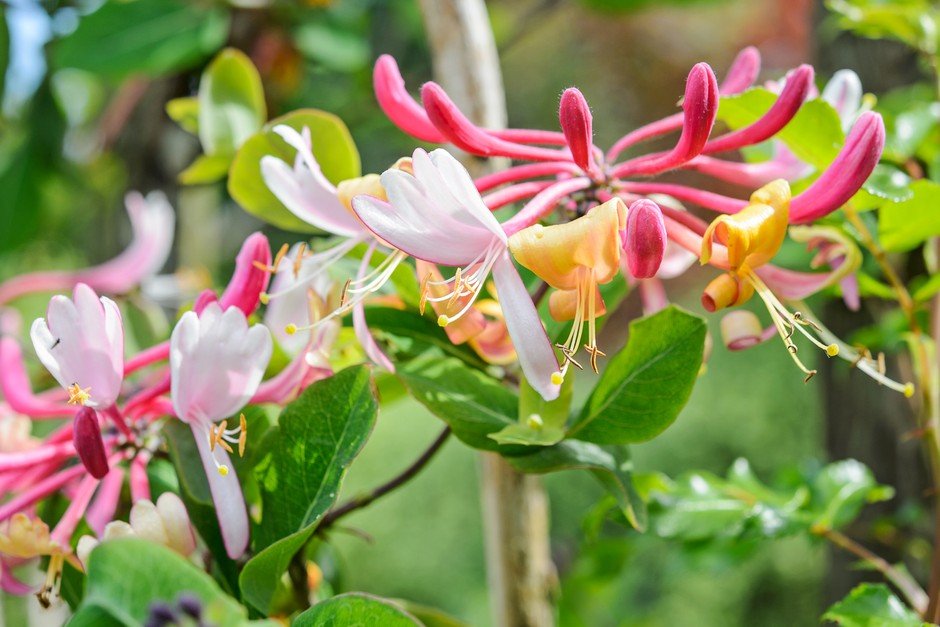 Pink Honeysuckle - Image from Gardeners' World
