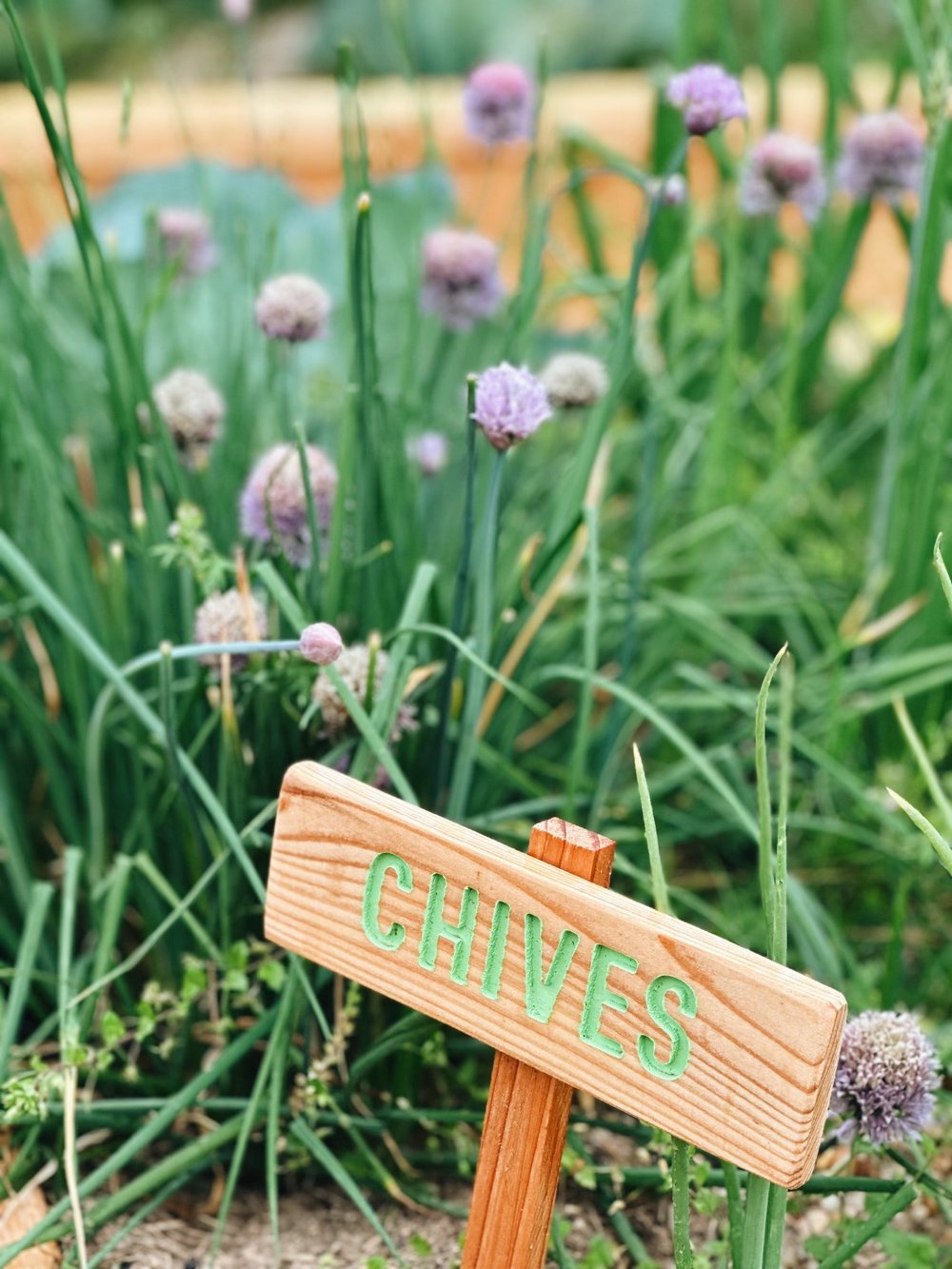 Chives