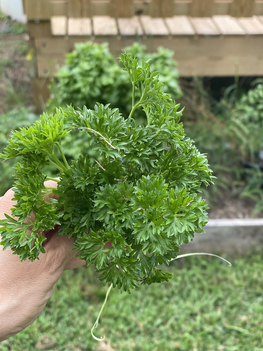 Parsley