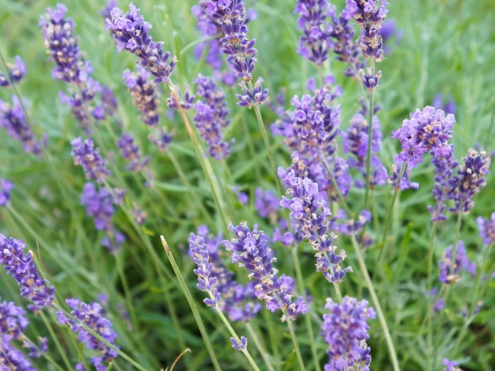 Can I Plant Lavender in My Vegetable Garden? Discover Tips