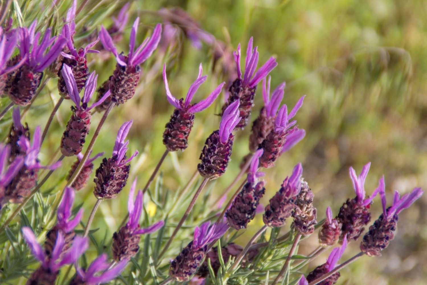 French Lavender