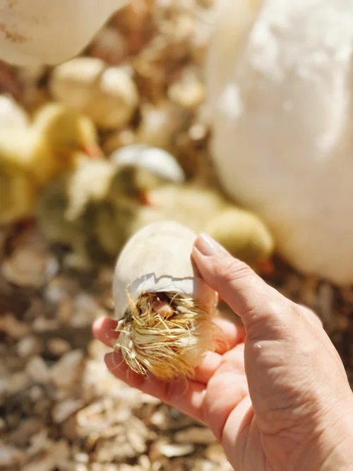 Can Geese Eggs Survive Cold Weather? Essential Facts Revealed