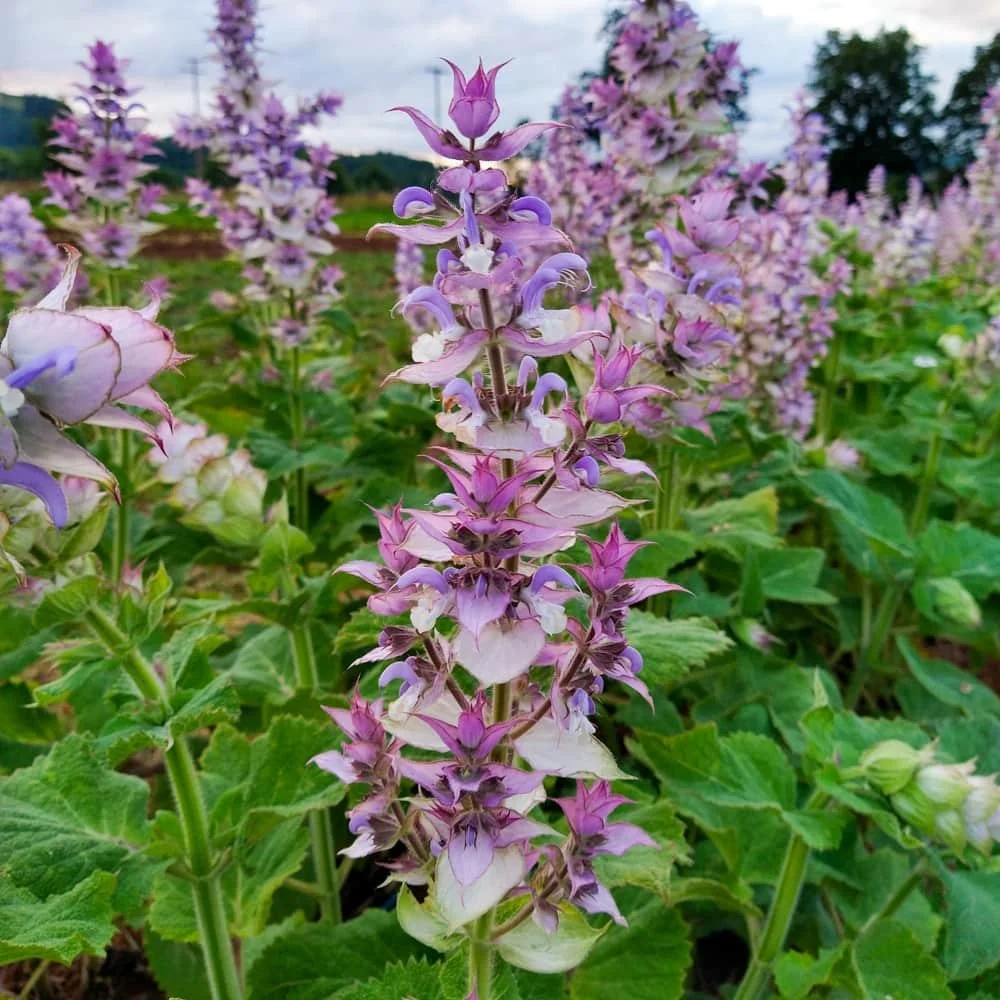 Your Guide To Growing Sage A Hardy Perennial Herb