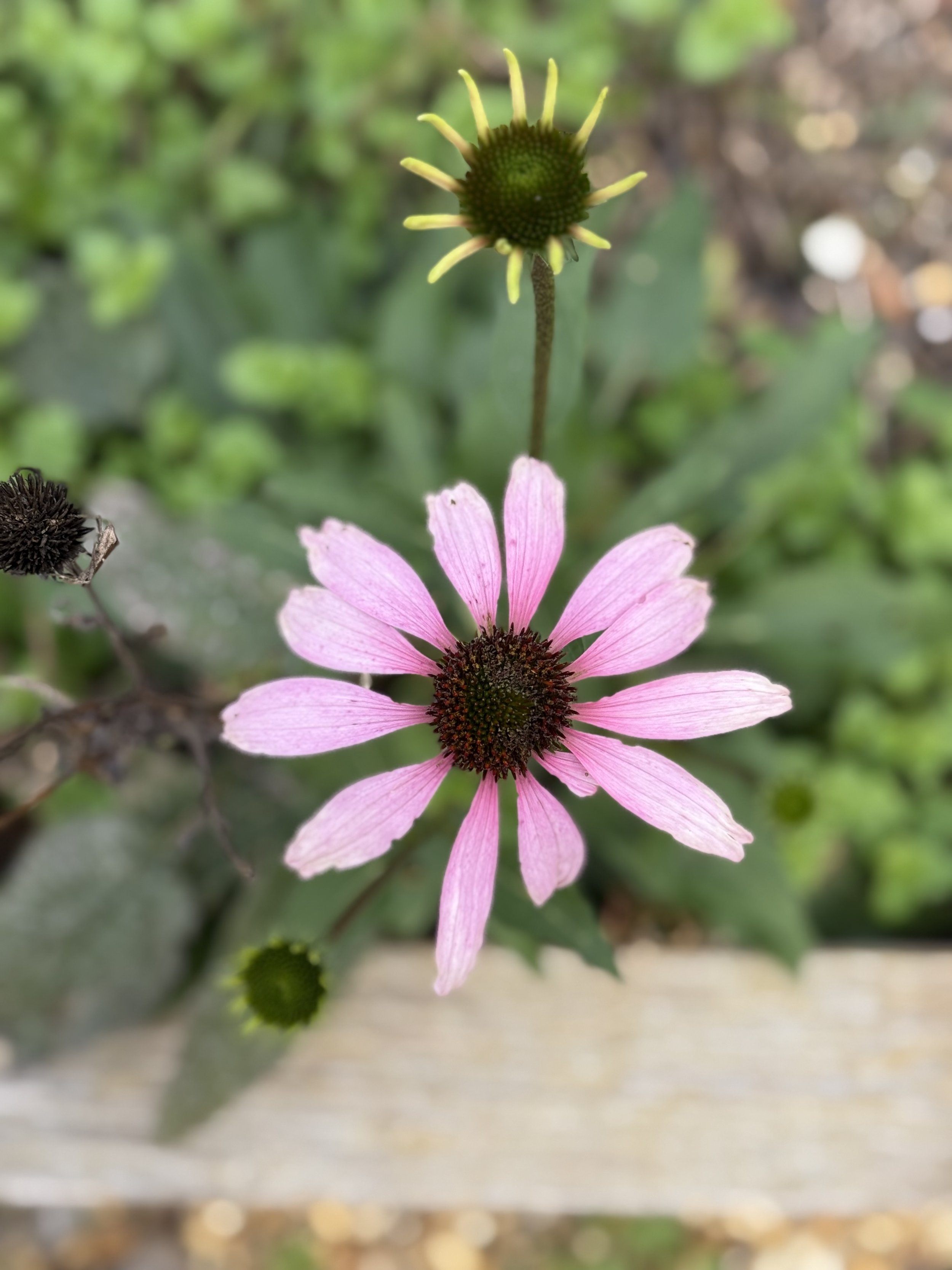 Echinacea
