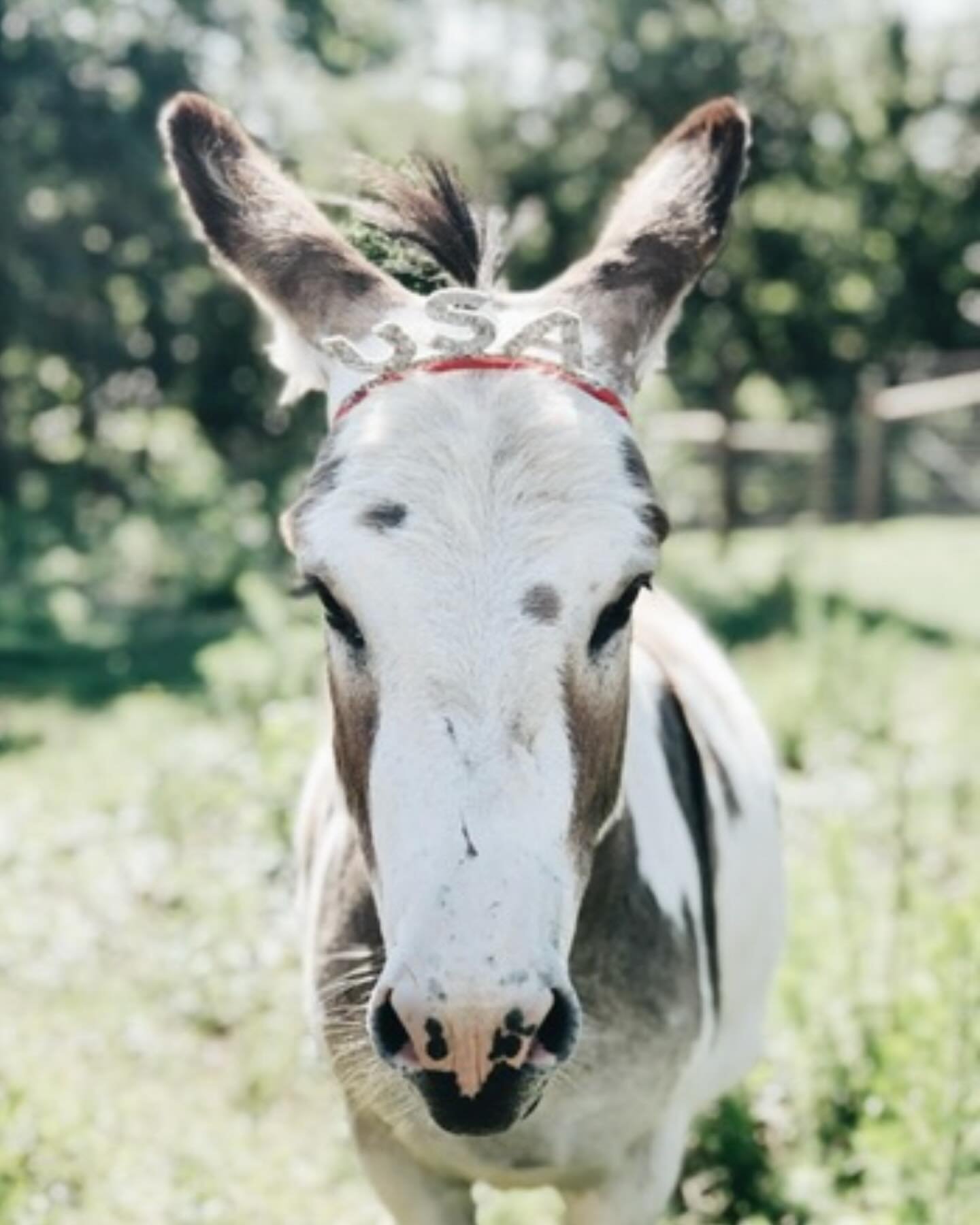 What could be better than Donkeys, cookies, and a yummy watermelon salad! 🍉

comment &quot;July&quot; and I'll send you my favorite cookie recipe for the 4th, my favorite watermelon salad and more! 

Do you have any plans this weekend? Jared's cousi