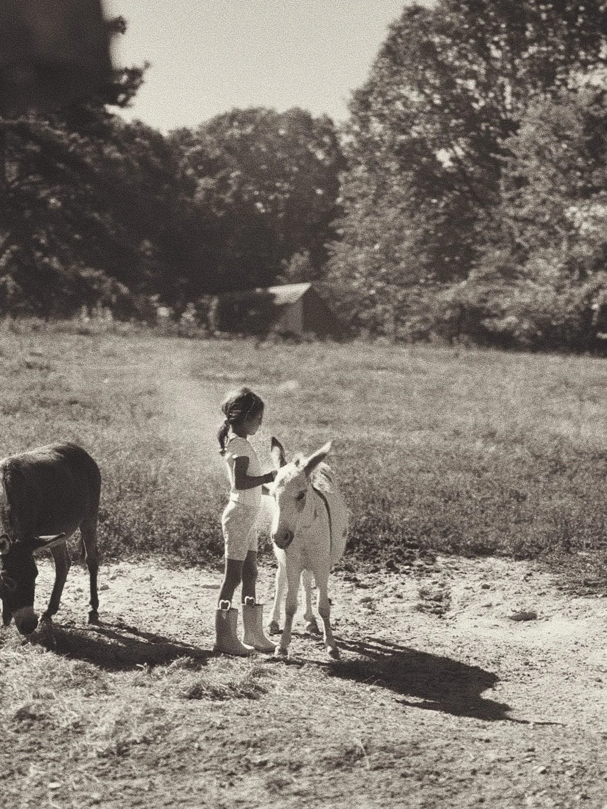 July is almost past. It's been a hot month with harvests, adventures, and lots of farm life and real life in between. 

Here's a little recap for you!! Which is your favorite? 

1. Ava and Lilly the donkey. The sweetest duo. 
2. If you're not sleepin