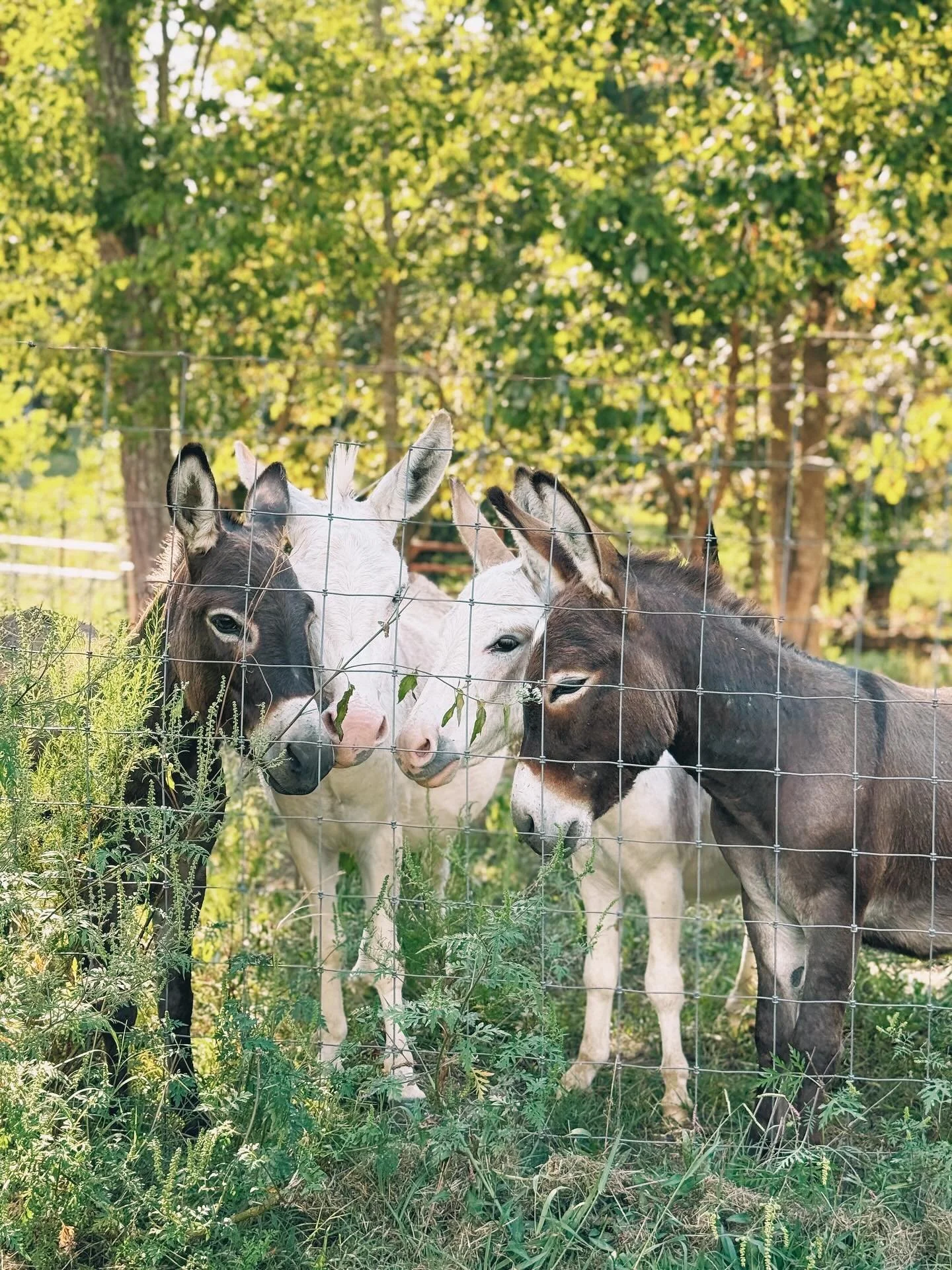 A few pictures to bring you some JOY today! We love our donkeys so much! Currently at 6 🤪

Buddy 
Chilli 
Blossom
Honey 
Alfie 
Lilly 

Their little noses are my favorite ❤️