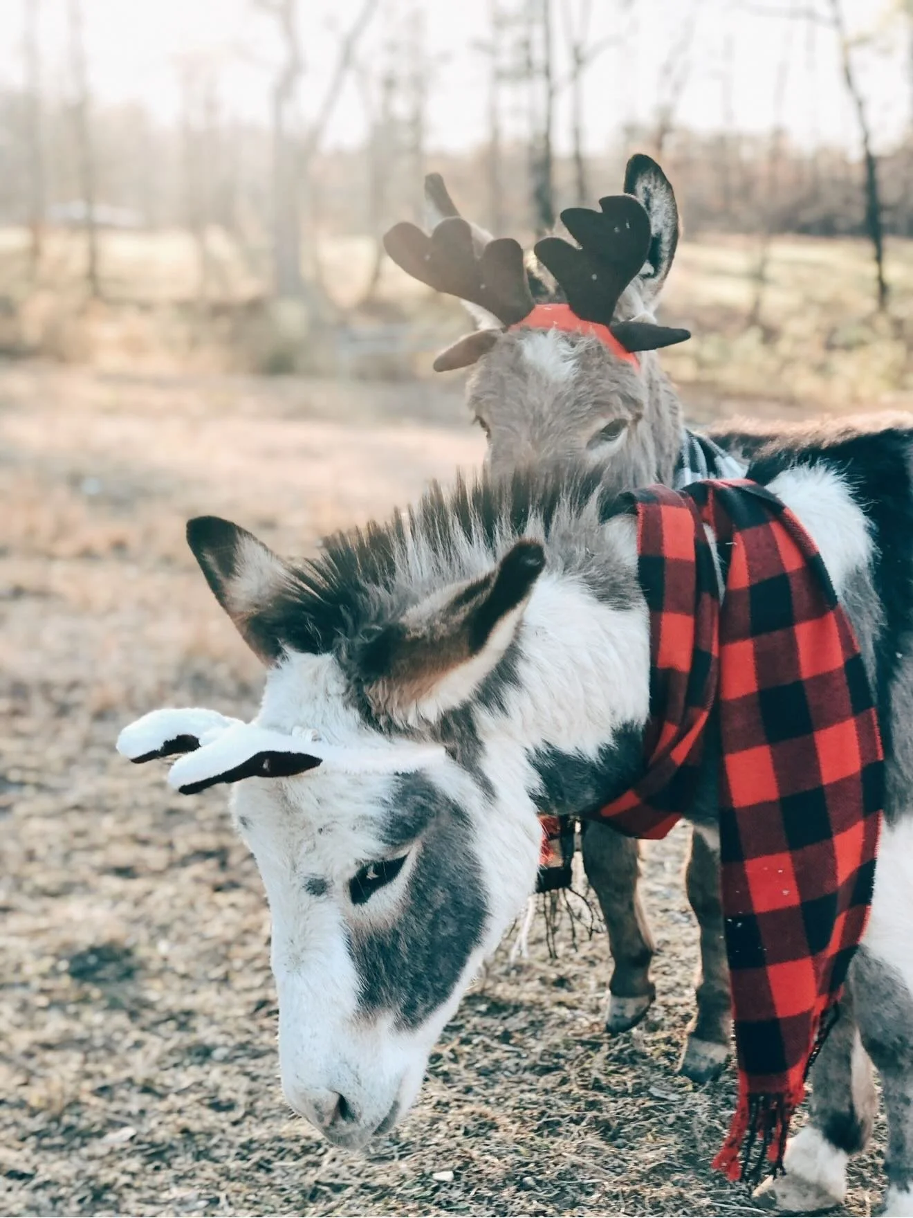 A little look back at Christmases on the farm&hellip; the quiet mornings, cozy evenings, simple traditions, and all the sweet memories we&rsquo;ve made here over the years.

There&rsquo;s something special about seeing how our lives shift from season