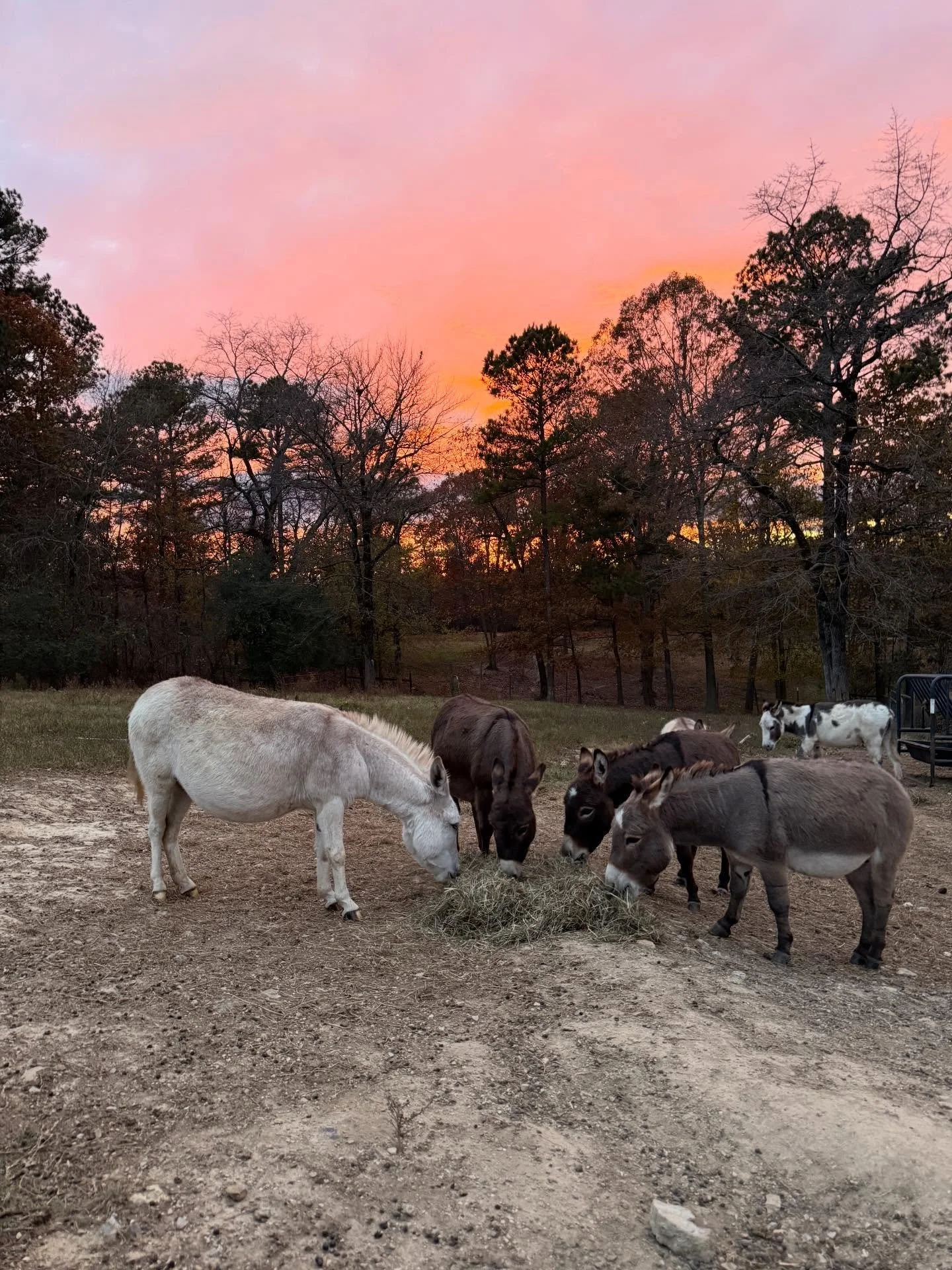 The sky showed off tonight. And standing there under it, breathing in the quiet, I felt that familiar peace only nature gives. Grateful for these sunsets that slow me down and remind me to sit still.