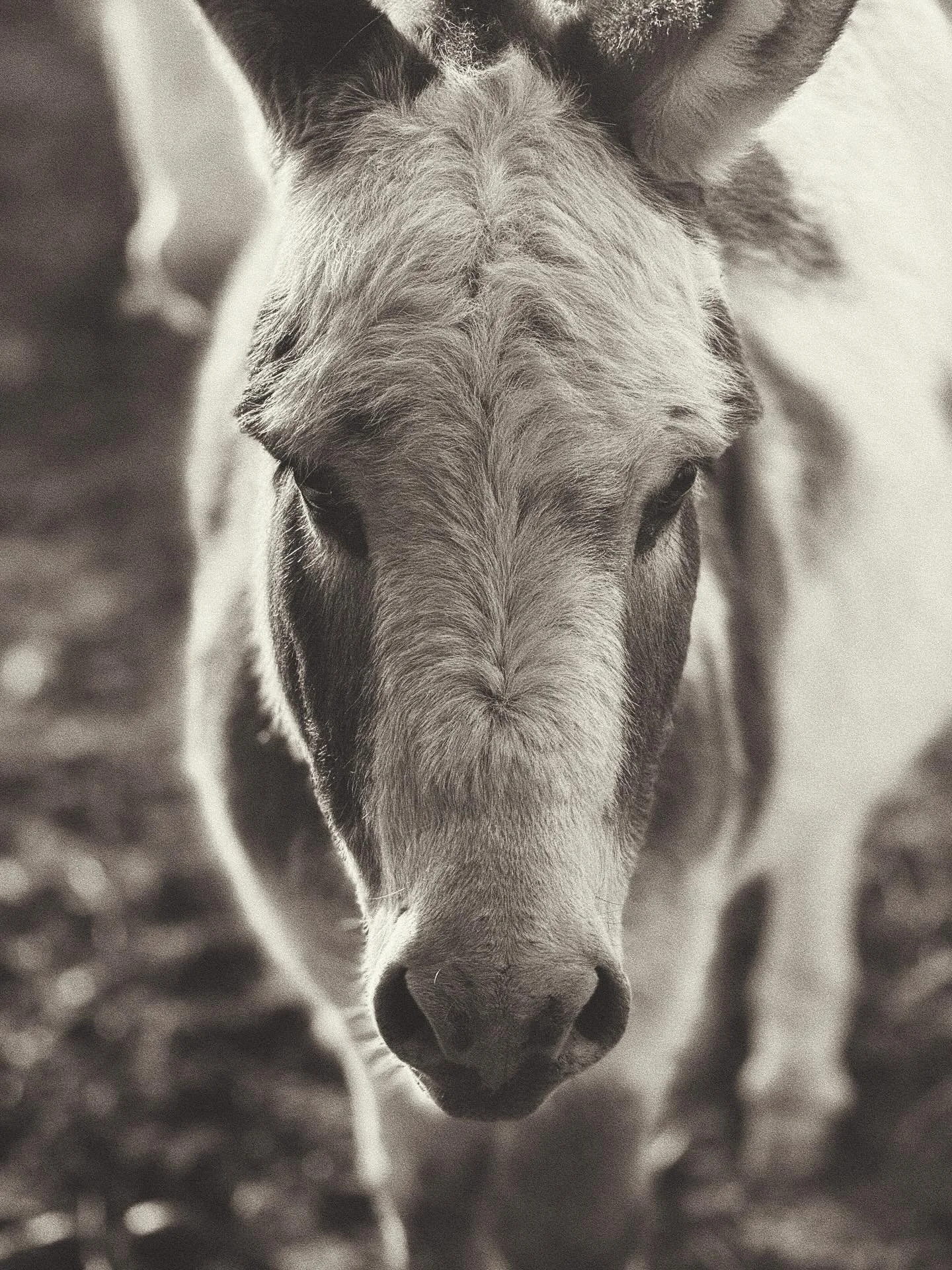 Slow cold mornings, animal chores, and lots of petting Samson the dog. Sharing some pictures I took on my phone over the last week. The animals bring me so much joy. I hope they do for you as well 😍