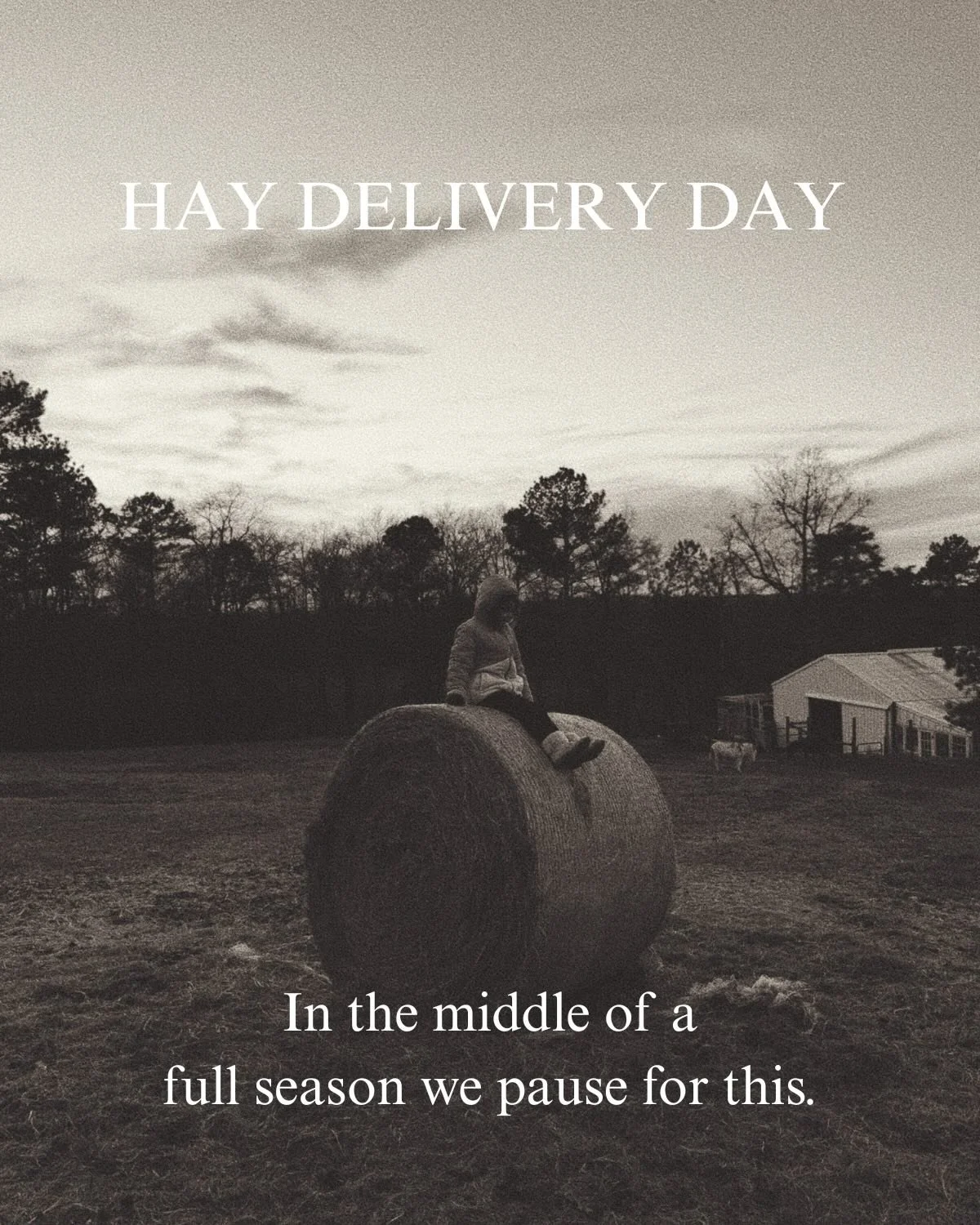 Hay delivery days are a reminder that care is rarely glamorous, but it&rsquo;s essential.
 In busy seasons, it would be easy to rush past these moments, but the animals still need to be fed, the doors still need to be opened, and provision still need