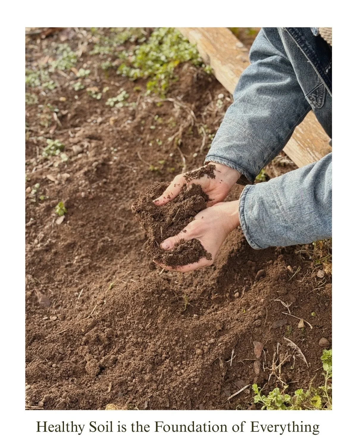 Gardening taught me something I wish more of us understood sooner:

Nothing thrives without healthy soil.
The body is no different.
The soul is no different.

January is a season for foundations, not force.
For listening before breaking.

This is the