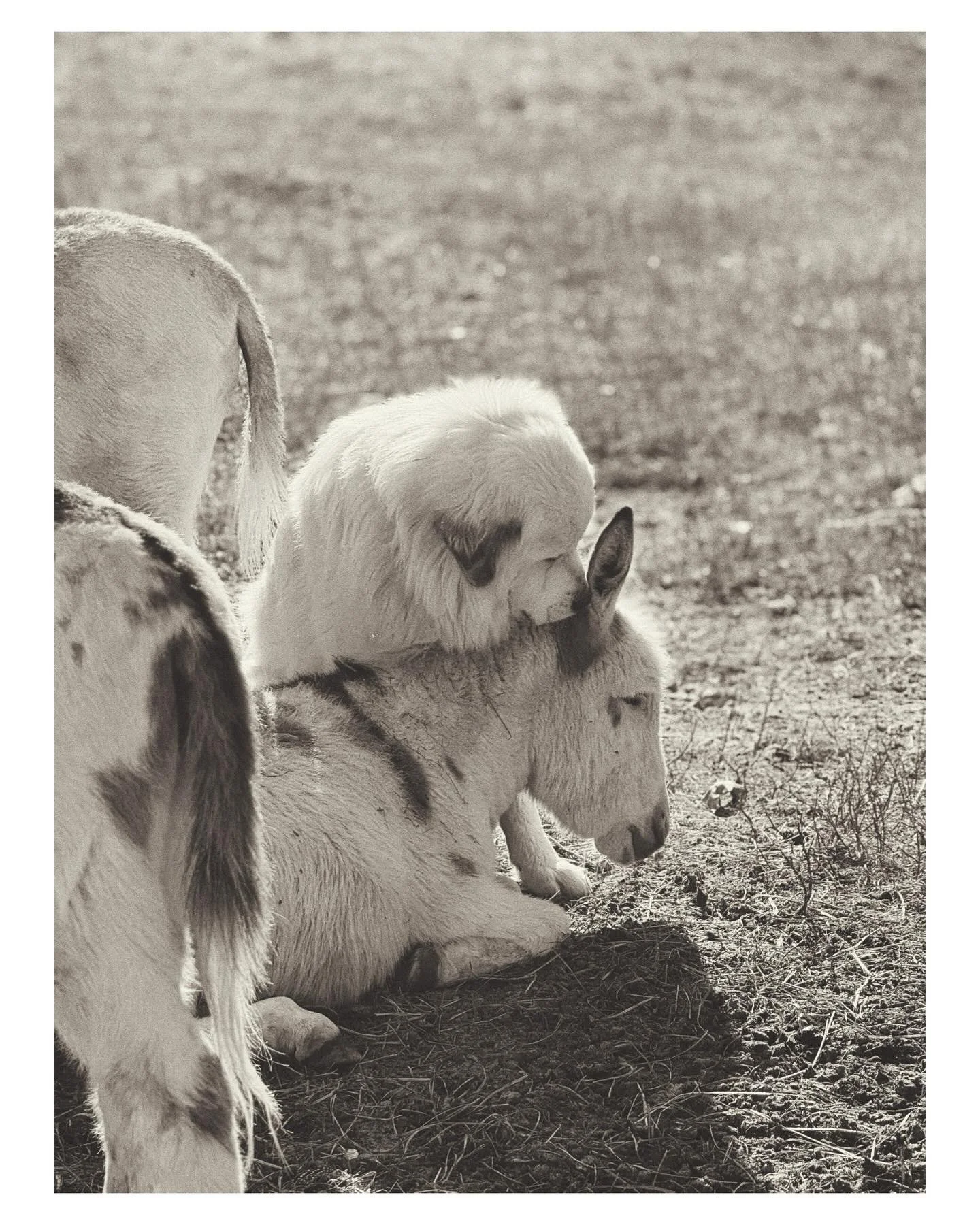There&rsquo;s a kind of peace out here that doesn&rsquo;t depend on the weather.

We had our one real snow. But the animals don&rsquo;t seem bothered at all.

Samson has really stepped into his role lately. It&rsquo;s a beautiful thing to watch.

Enj