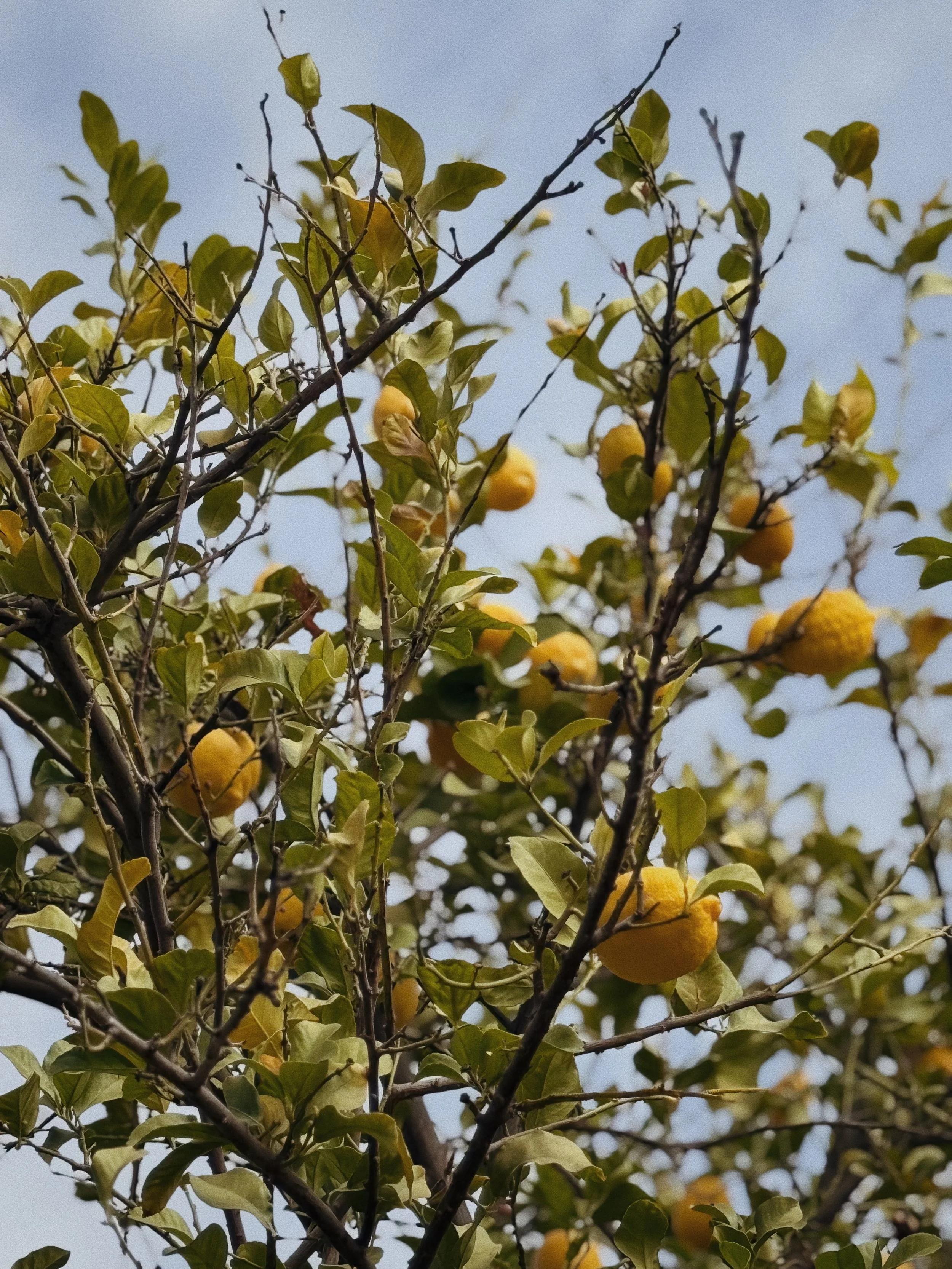 FullSizeRender_VSCO 4 copy.jpg