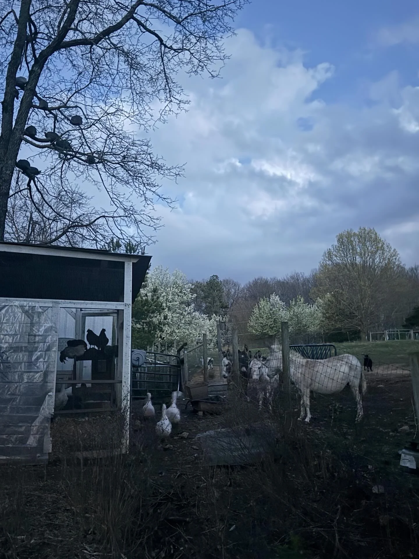 Some evenings on the farm feel so quiet you almost miss them.
Last night I stepped outside just as the light was almost gone and I noticed everyone settling in for the night.

The chickens had already found their roost.
The guineas had flown up into 