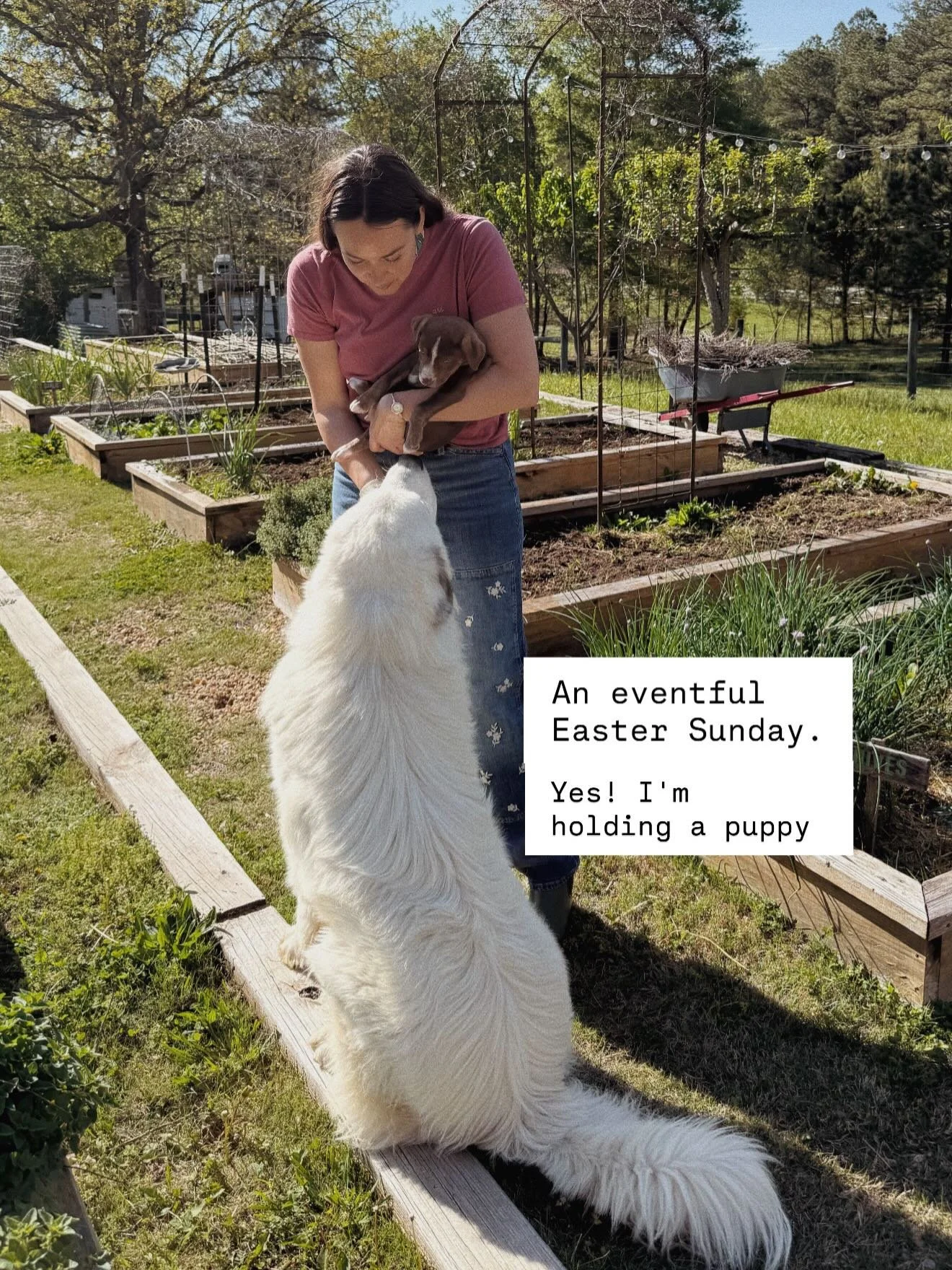 A day full of events and surprises! Swipe through to see. 

Thought I'd share some of the excitement with you. We have 2 puppies that need a home. DM me if you're interested.