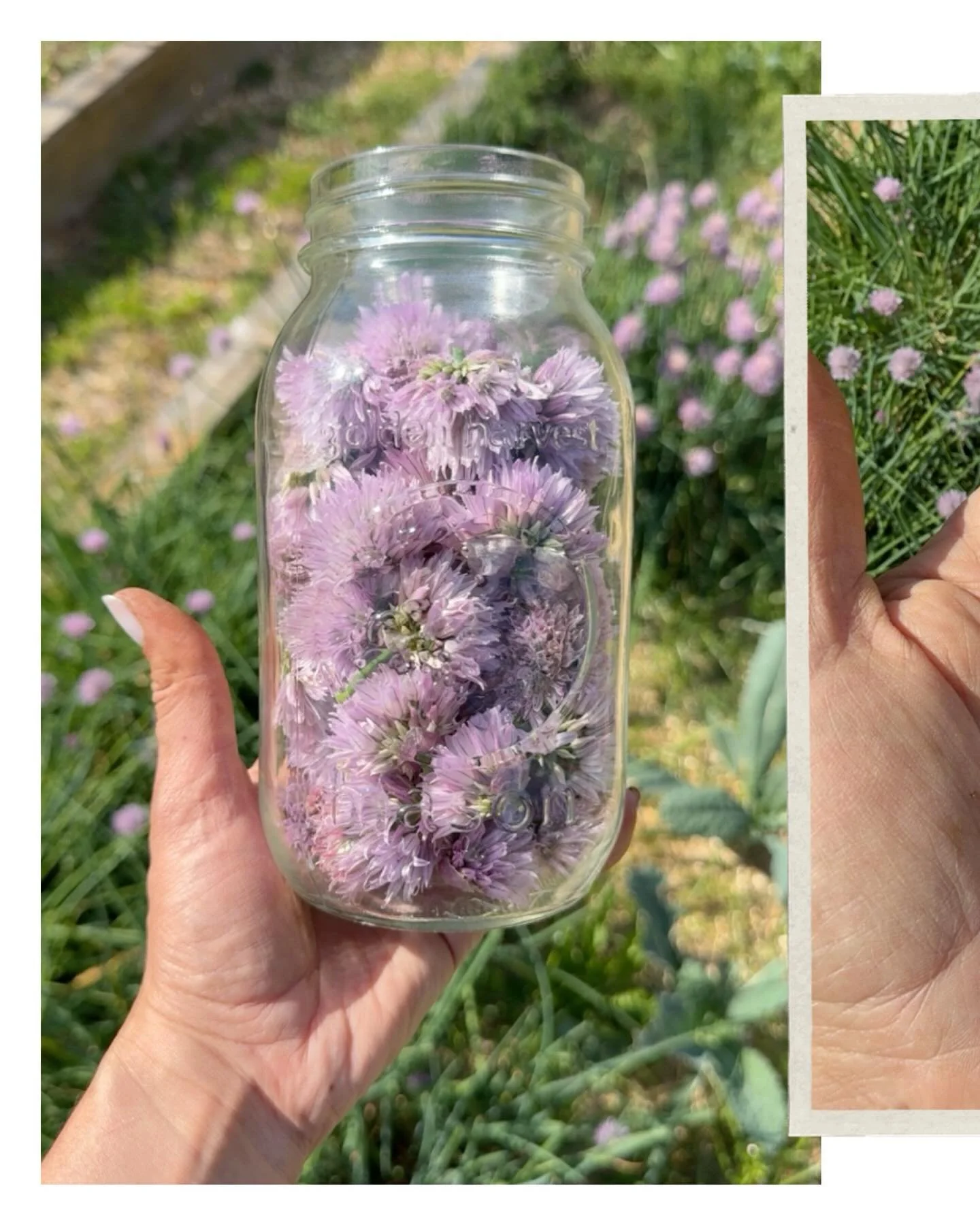 Chive blossoms are one of those small reminders that food can be more than food, it can be medicine.

Picked fresh from the garden, they&rsquo;re at their most potent. Full of flavor, yes, but also nutrients the body actually recognizes and uses.

Th