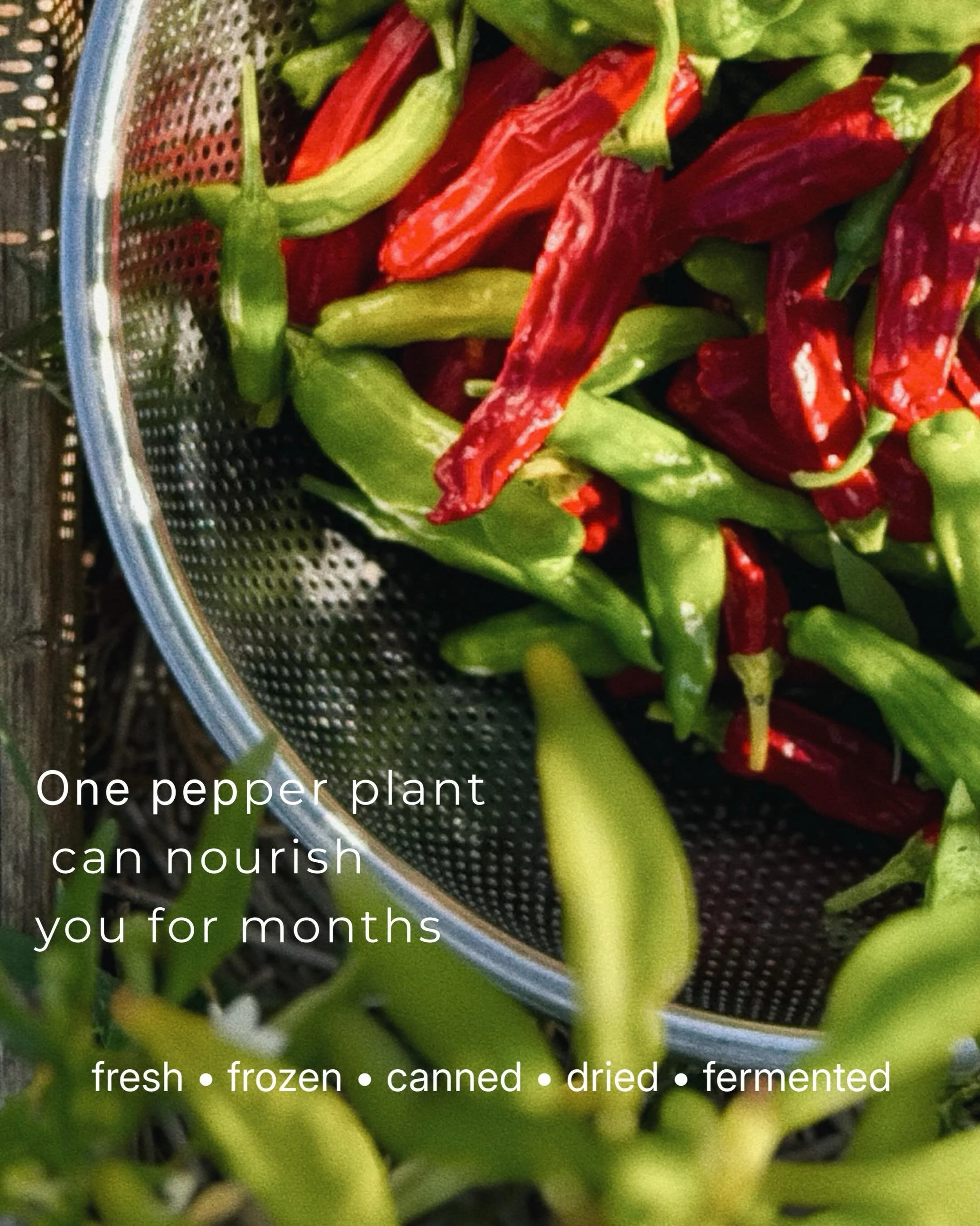 One of my favorite things about gardening is realizing nature already tells us so much.

When the peonies bloom, it&rsquo;s time to plant peppers.
This is part of phenology, observing the rhythms and patterns of the natural world instead of relying o