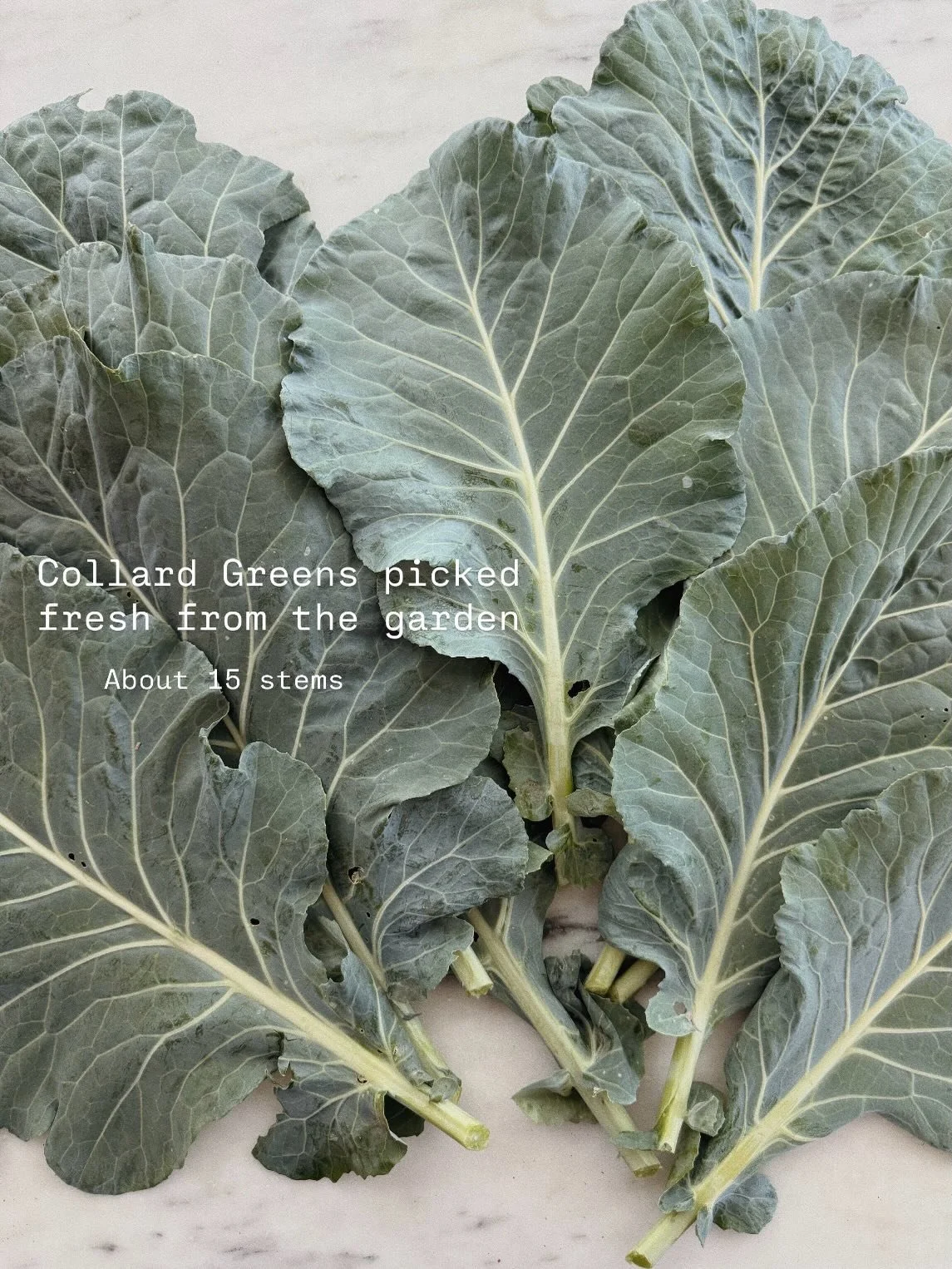 Collard greens, a staple here in the south. Here is my take on them vegetarian style 🌱