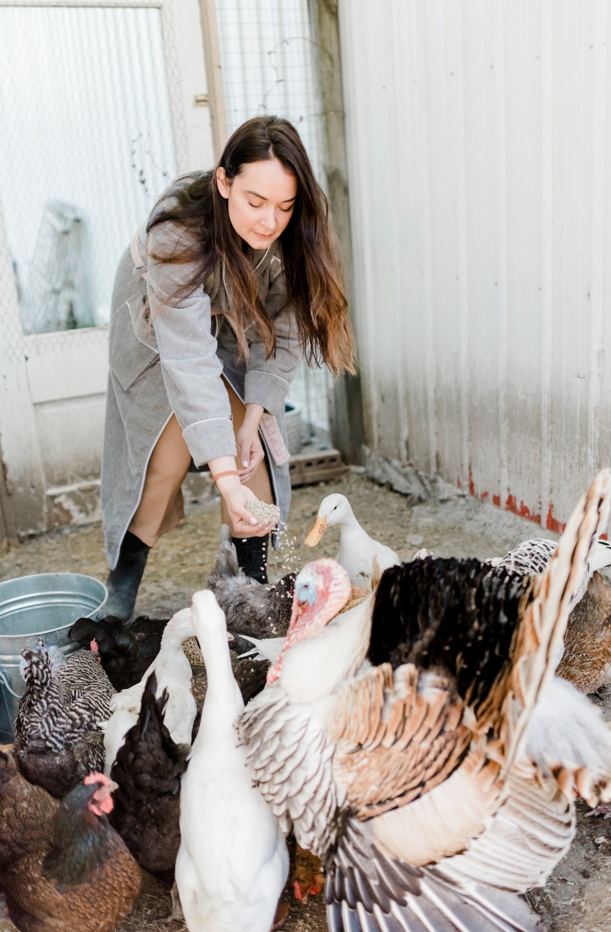 Can Chickens and Ducks Live Together? - Backyard Poultry