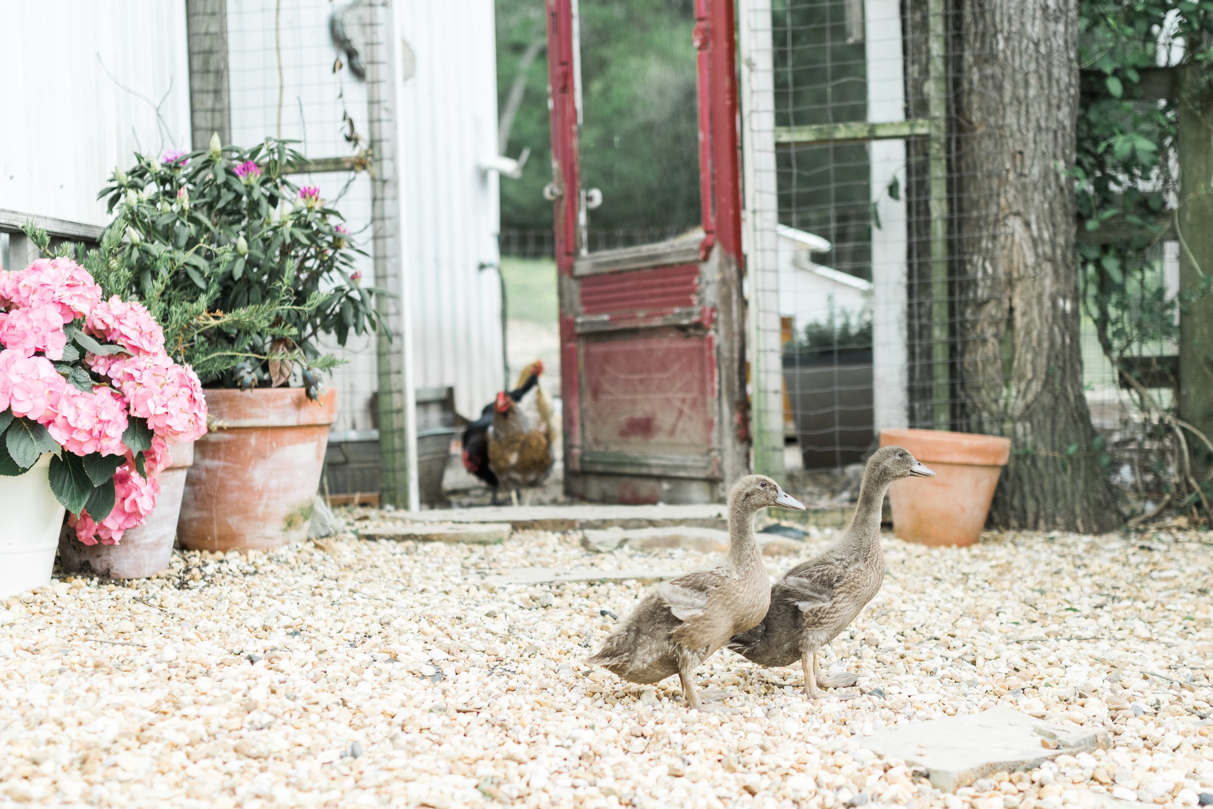 What To Feed Baby Ducks - All the Essentials You Need to Know!