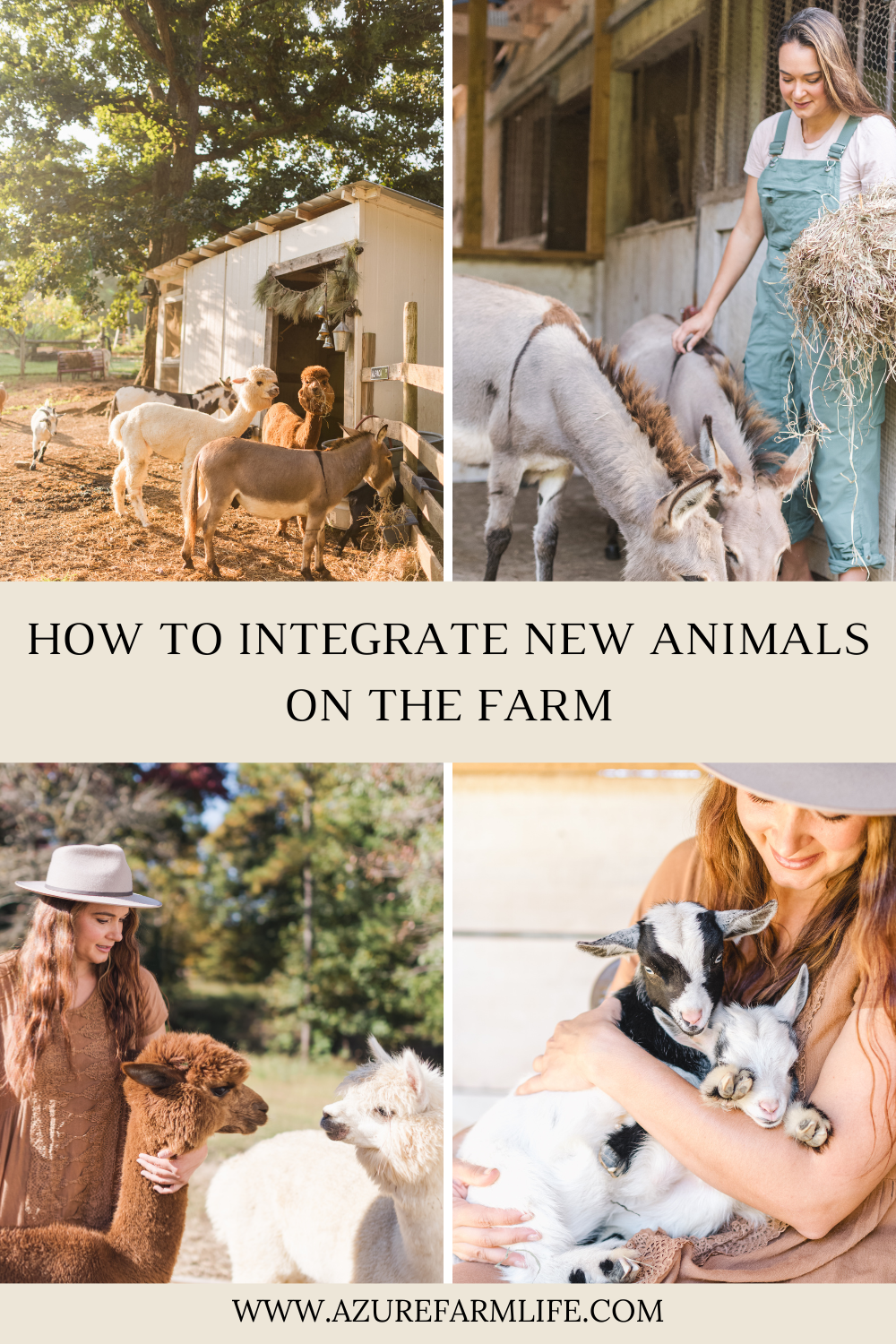 How To Integrate New Animals On Your Farm Or Homestead - Azure Farm