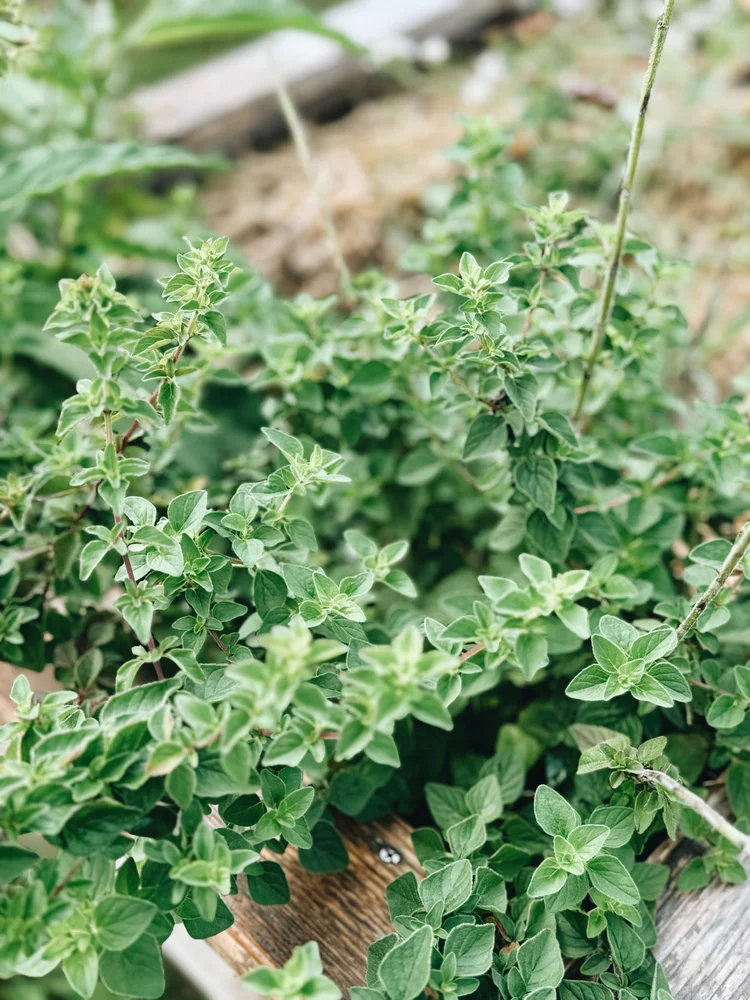 How To Grow Oregano In Your Own Backyard (Or Patio)
