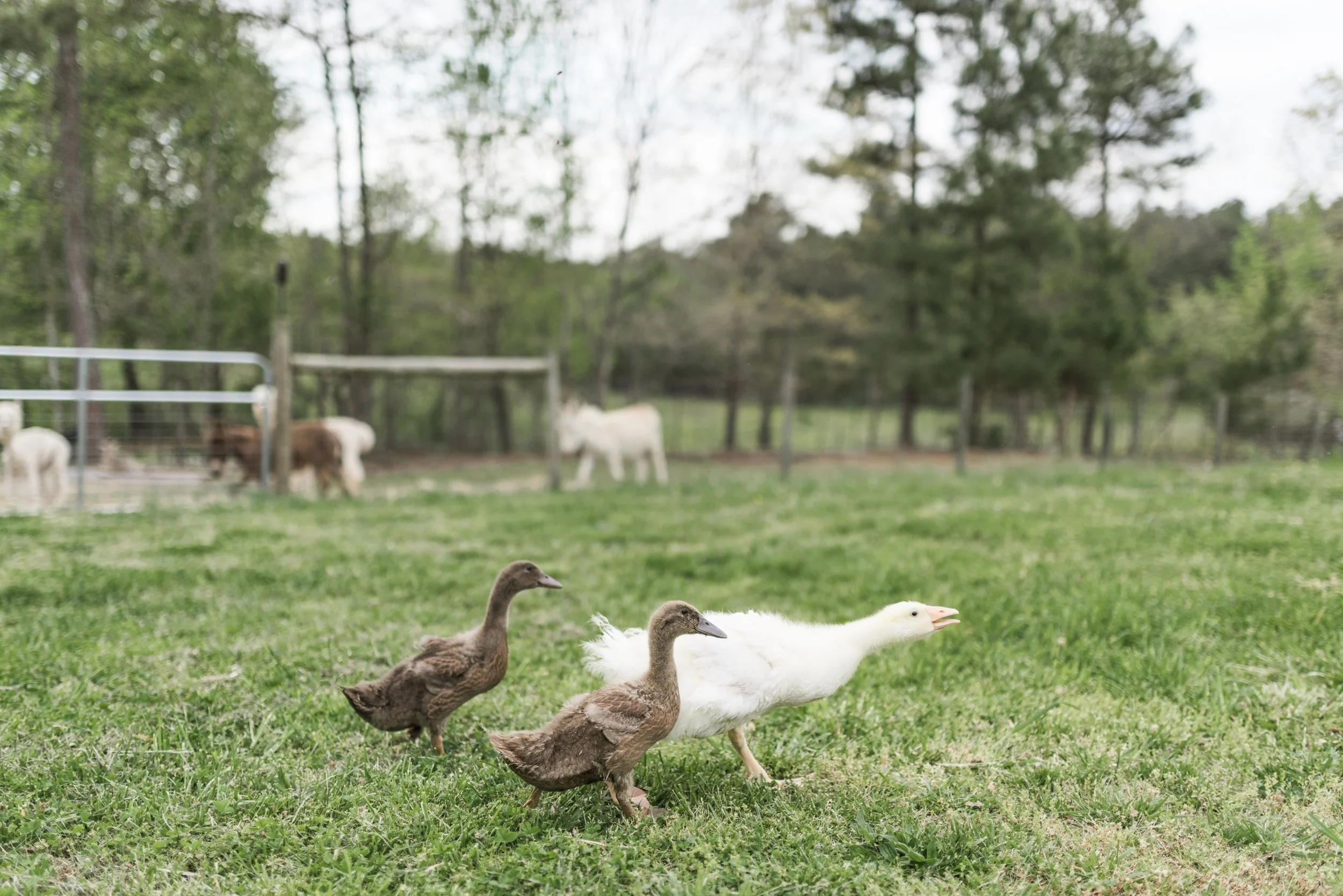 What To Feed Baby Ducks All the Essentials You Need to Know!