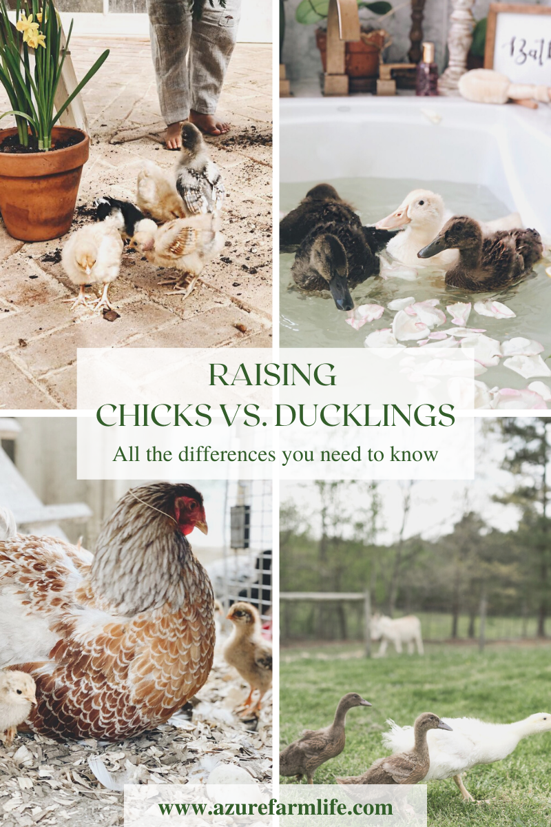 Successful Tips for Raising Ducklings and Chicks Together