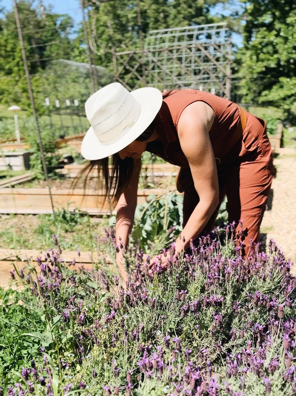 How to Grow Lavender Successfully in Edmonton