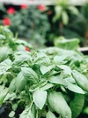 Easily Grow Your Own Basil With These Tips!
