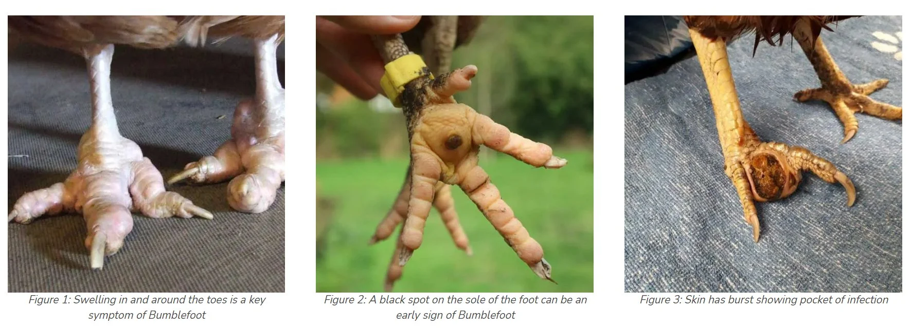 How To Treat Bumblefoot In Chickens Azure Farm