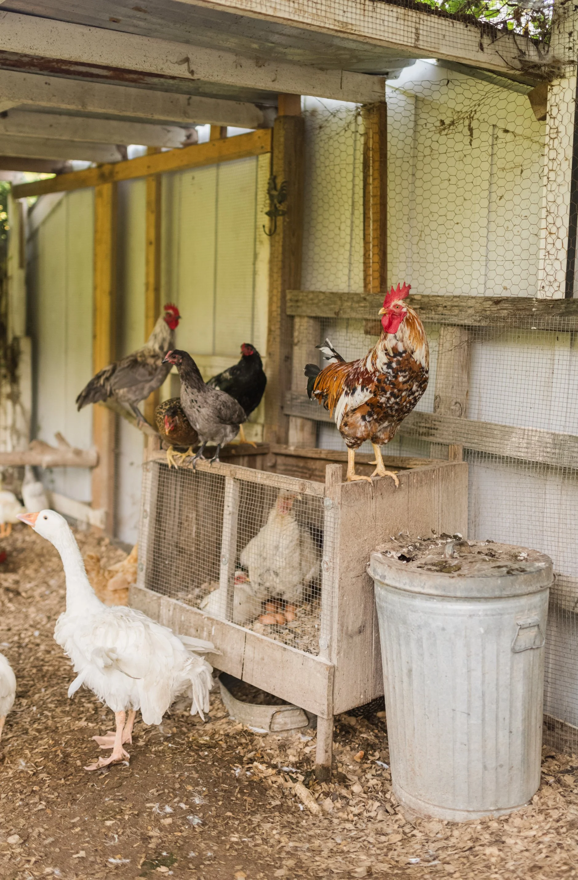 How to Take Care of Raising Chickens as a Beginner Azure Farm