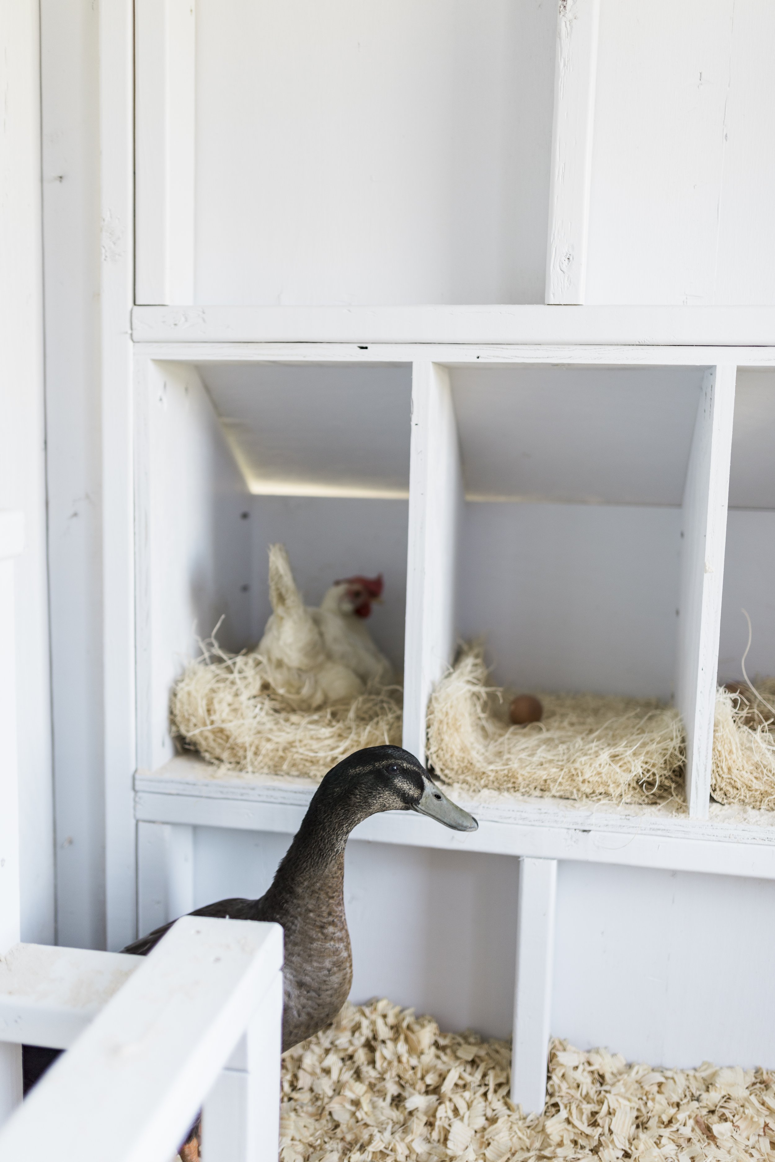 Insulating The Chicken Coop for Winter