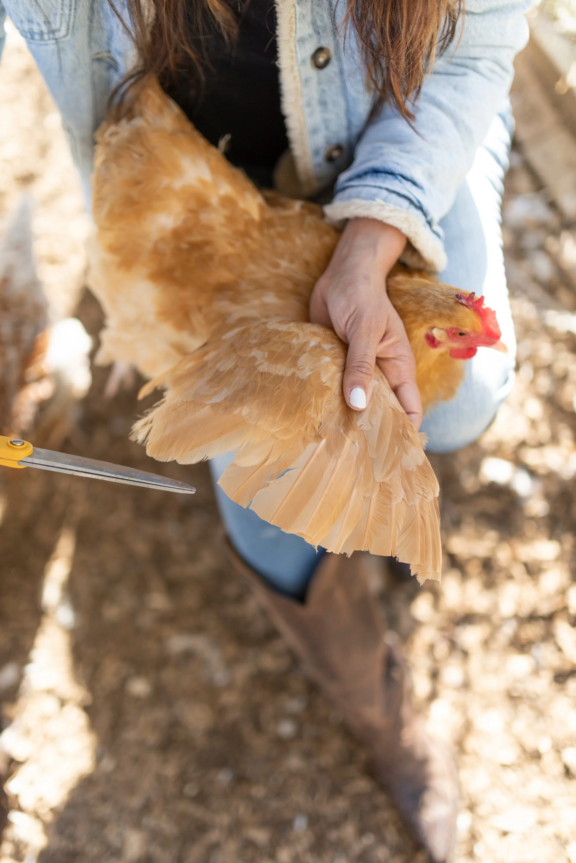 How To Clip Chicken Wings And All Your WingClipping Questions Answered