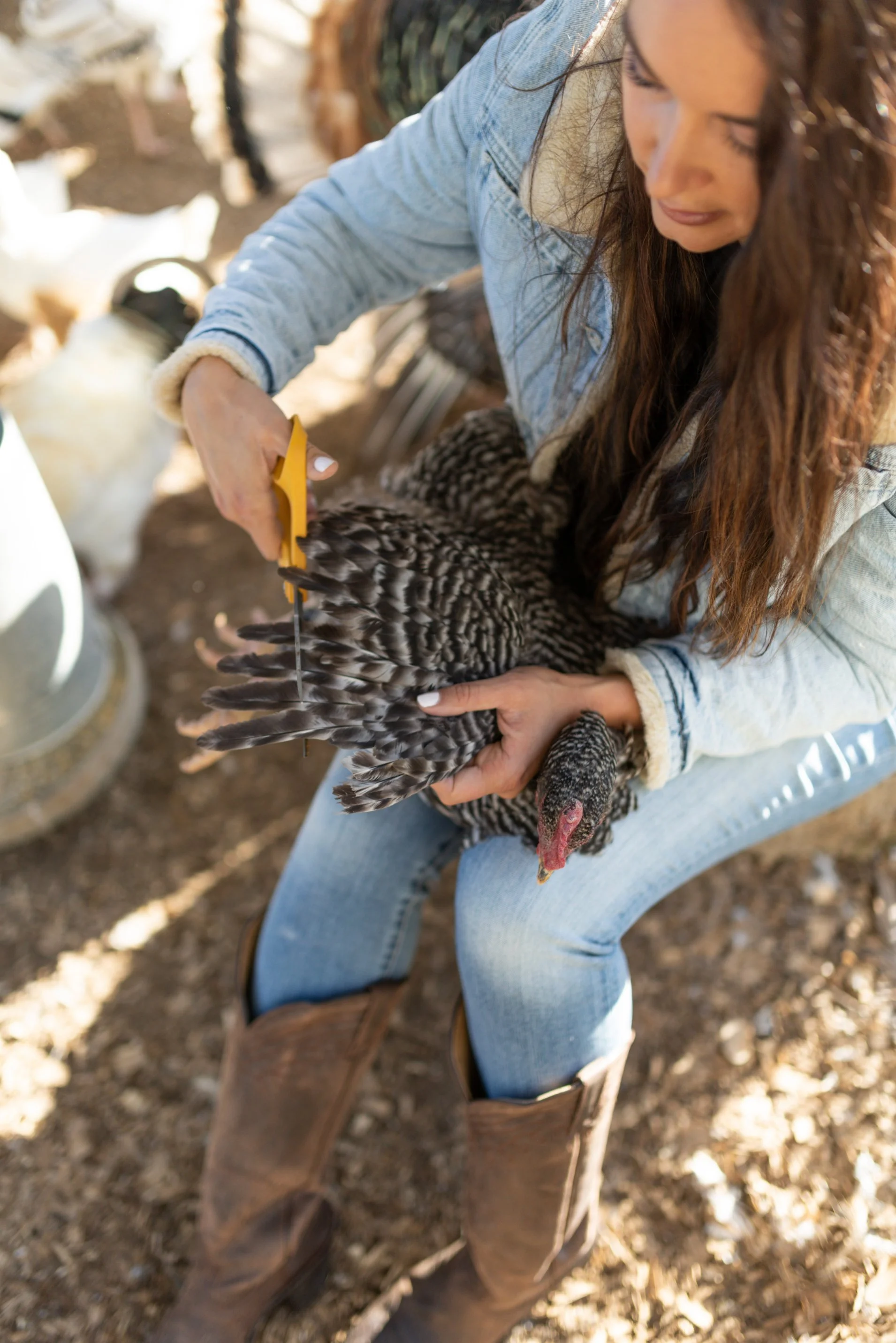 How To Clip Chicken Wings And All Your WingClipping Questions Answered