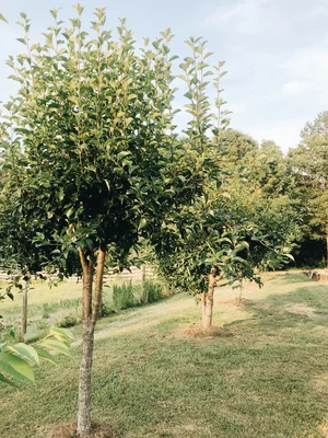 Tips for the Ellen White Tree Planting Method - Azure Farm