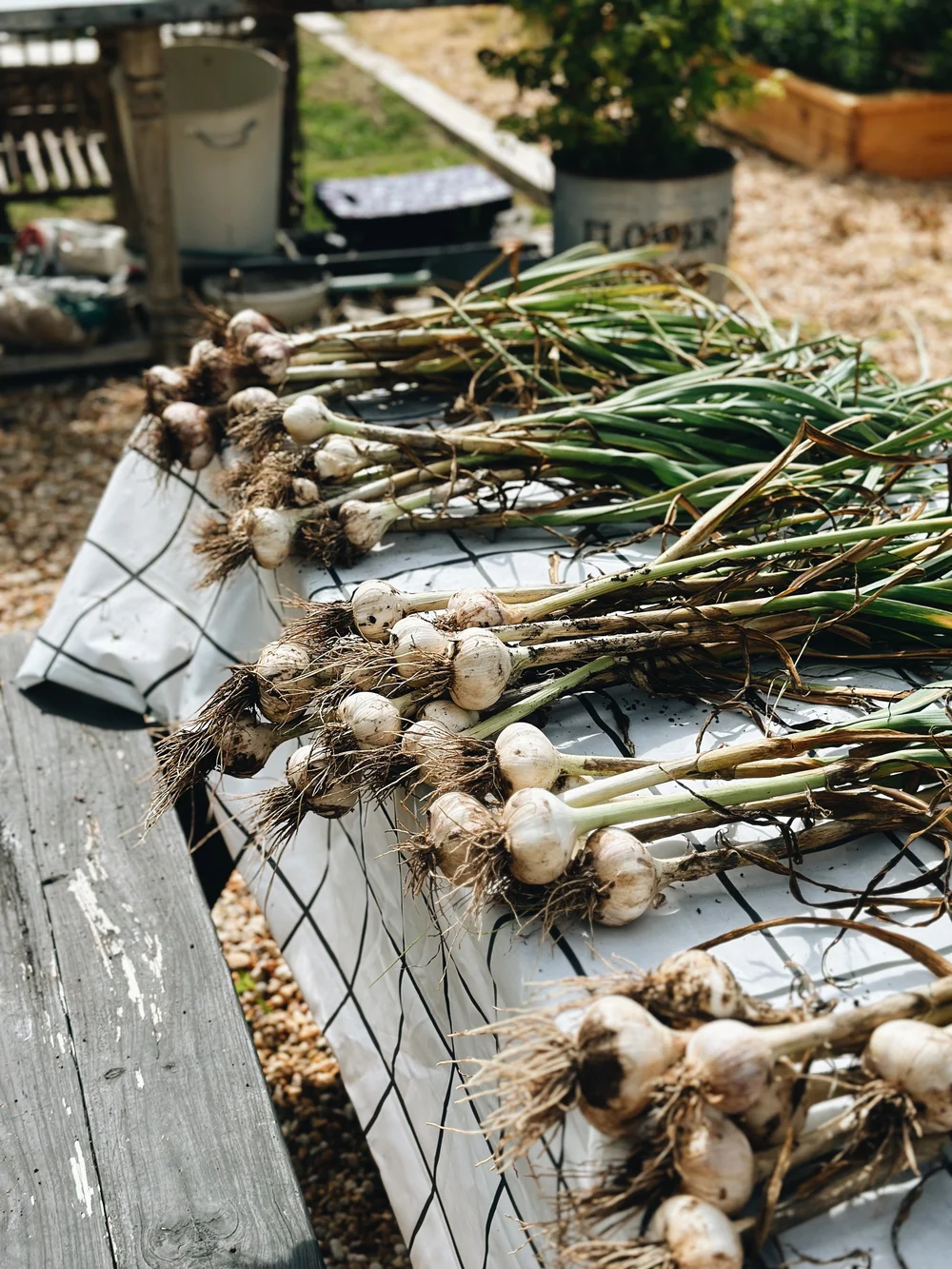 How To Harvest, Cure, And Store Garlic For The Longterm Azure Farm