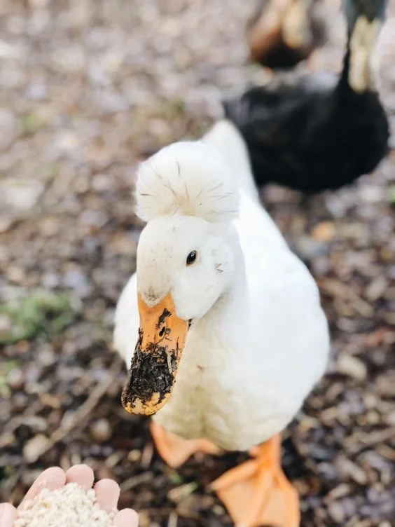 What To Feed Baby Ducks All the Essentials You Need to Know!