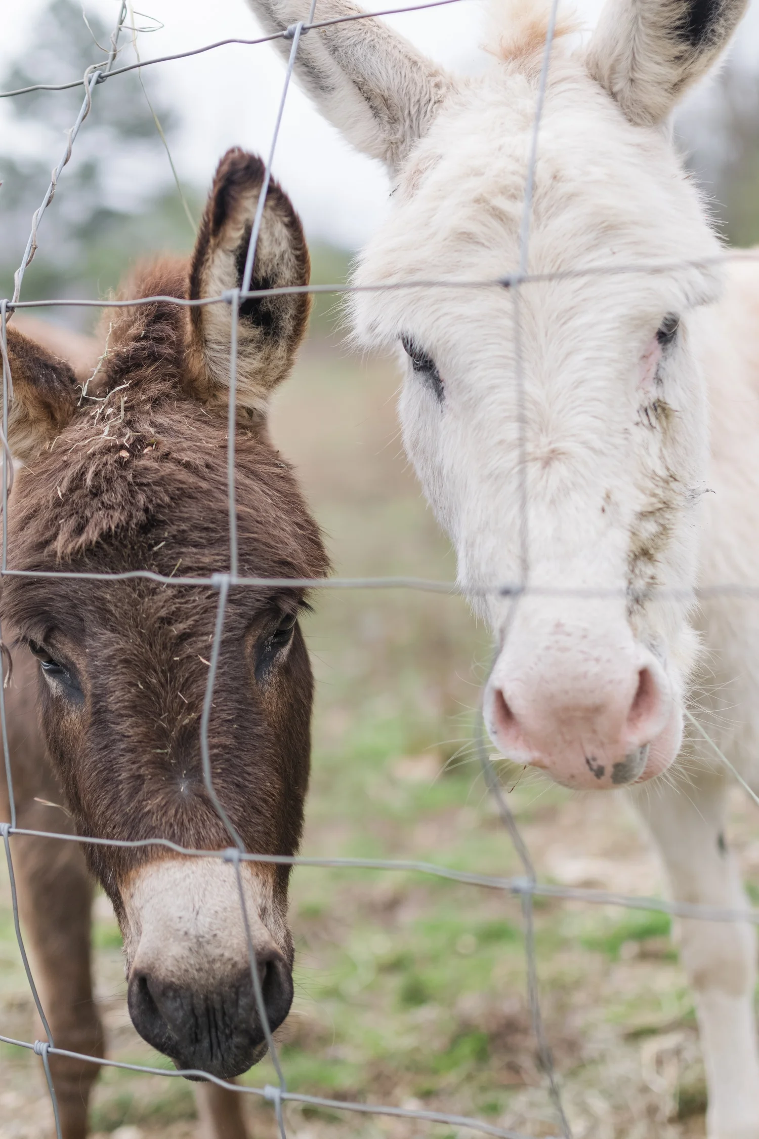 How To Integrate New Animals On Your Farm Or Homestead - Azure Farm