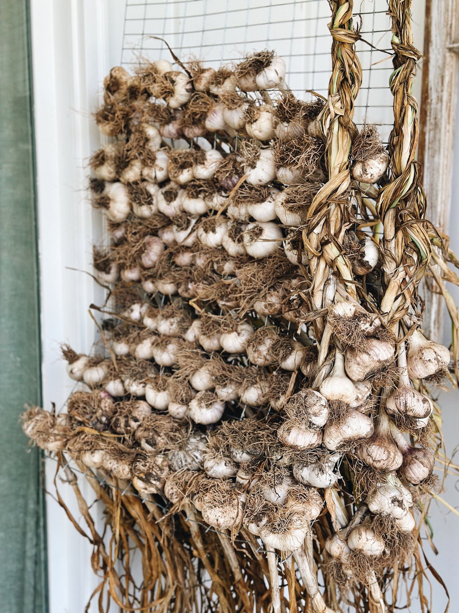 How To Harvest, Cure, And Store Garlic For The Longterm Azure Farm