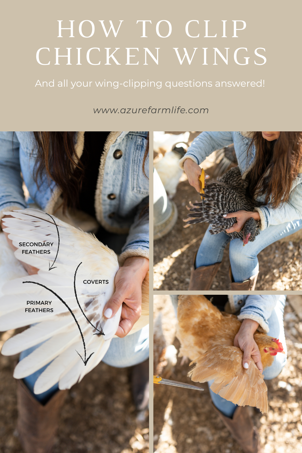 How To Clip Chicken Wings And All Your WingClipping Questions Answered