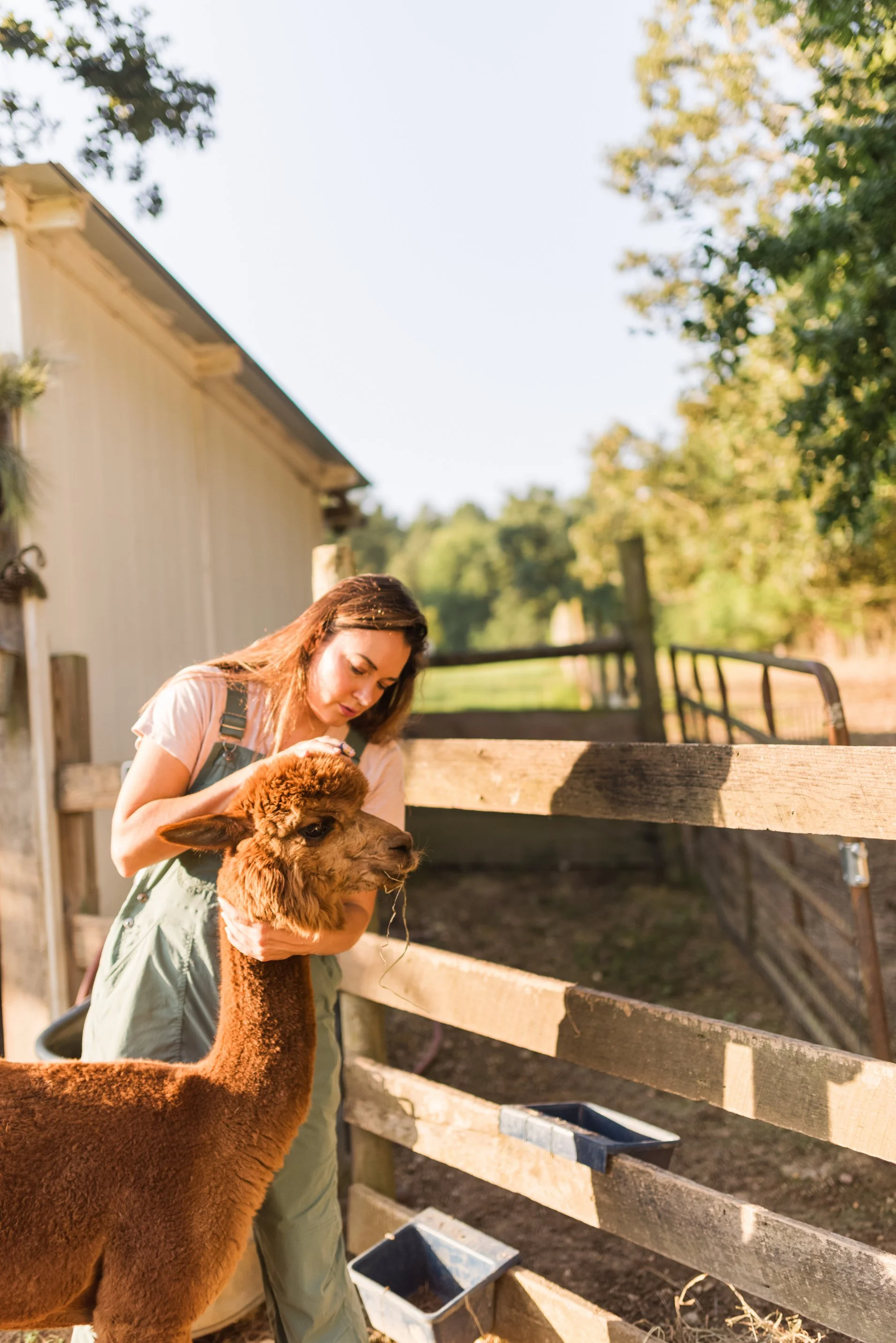 How To Integrate New Animals On Your Farm Or Homestead - Azure Farm