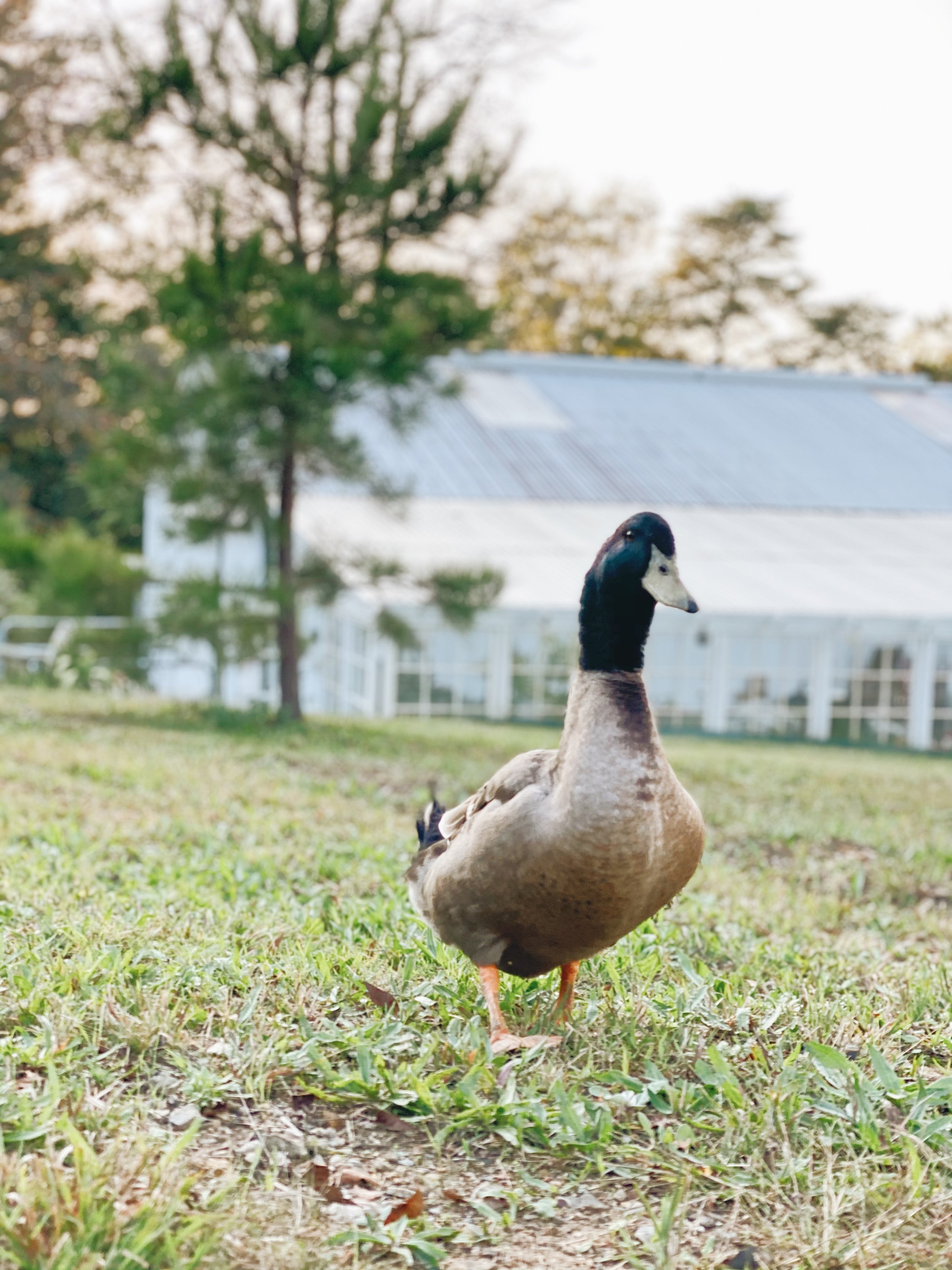 Ultimate Guide to Raising Pet Ducks, Flock Party