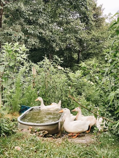 Everything You Need To Know On How To Raise Happy Ducks!