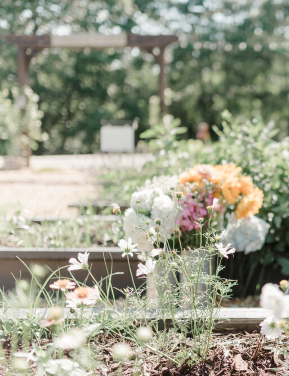 A Beginner's Guide To Growing Cut Flowers Azure Farm