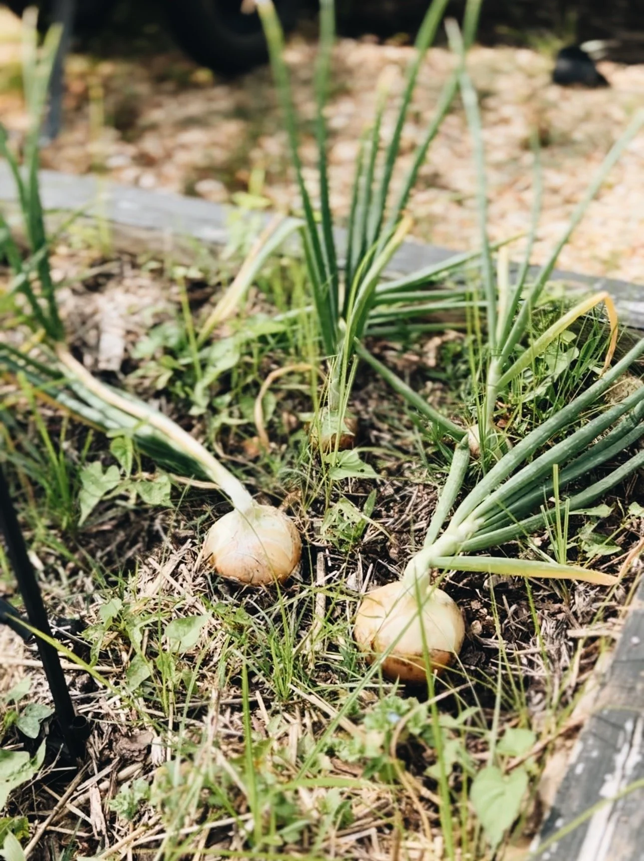 How To Cure And Store Onions To Enjoy Them For Months To Come Azure Farm