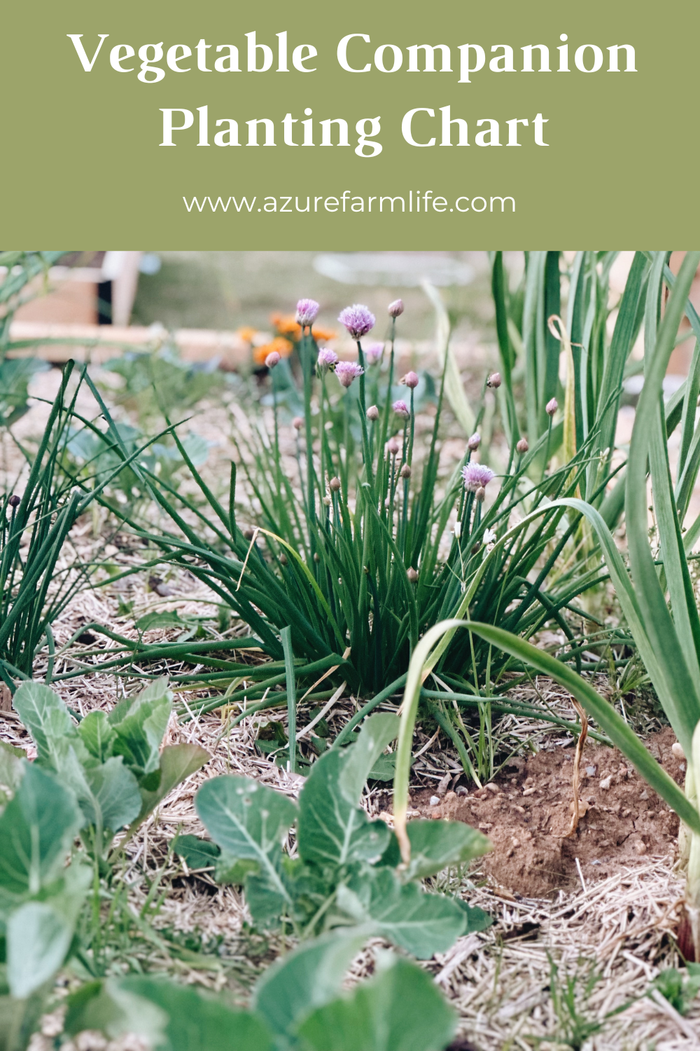 Your Companion Planting Chart for a Healthier, Happier Garden